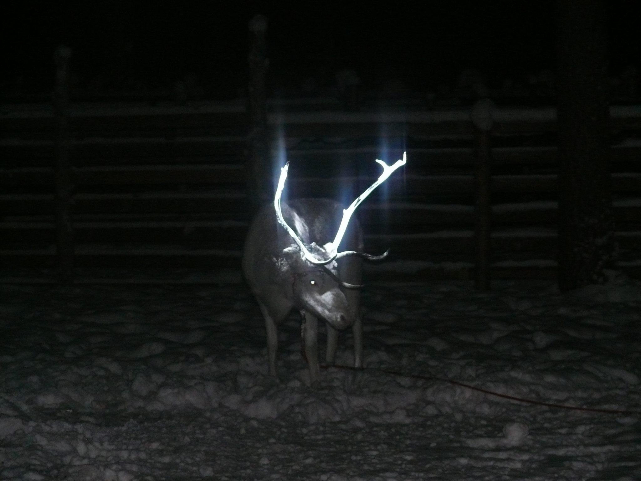 A finnek világító szarvasokkal akadályozzák meg a baleseteket