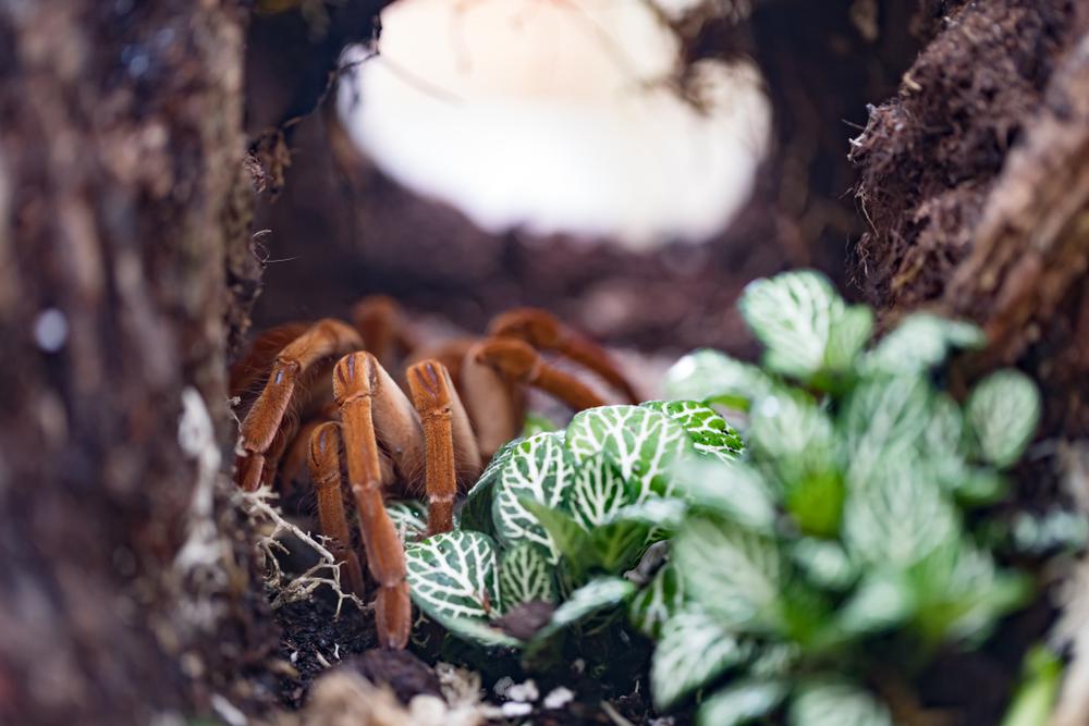 A világ legnagyobb pókja akkora, mint egy kölyökkutya – Képek