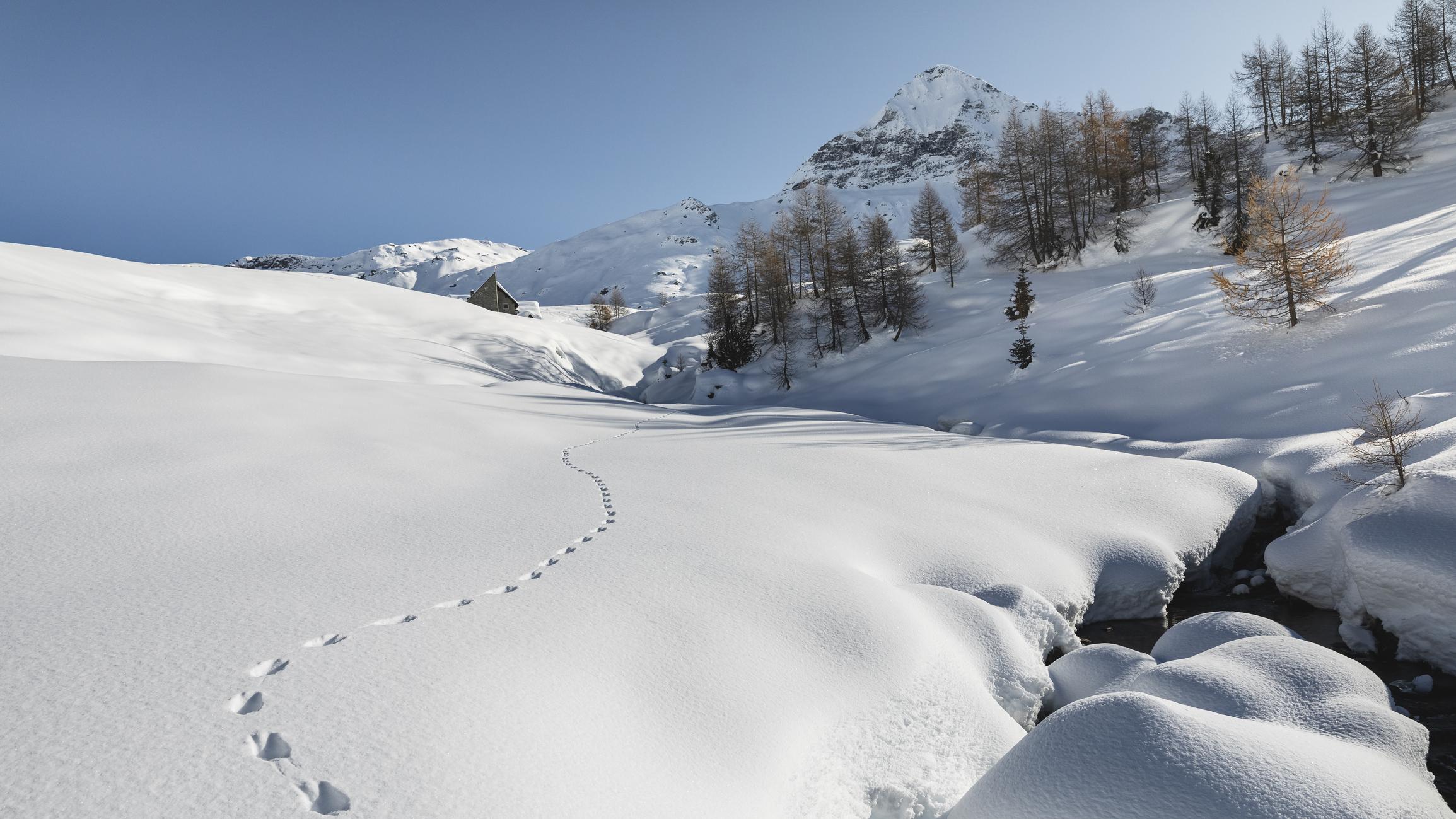 Keress vadnyomot a hóban!