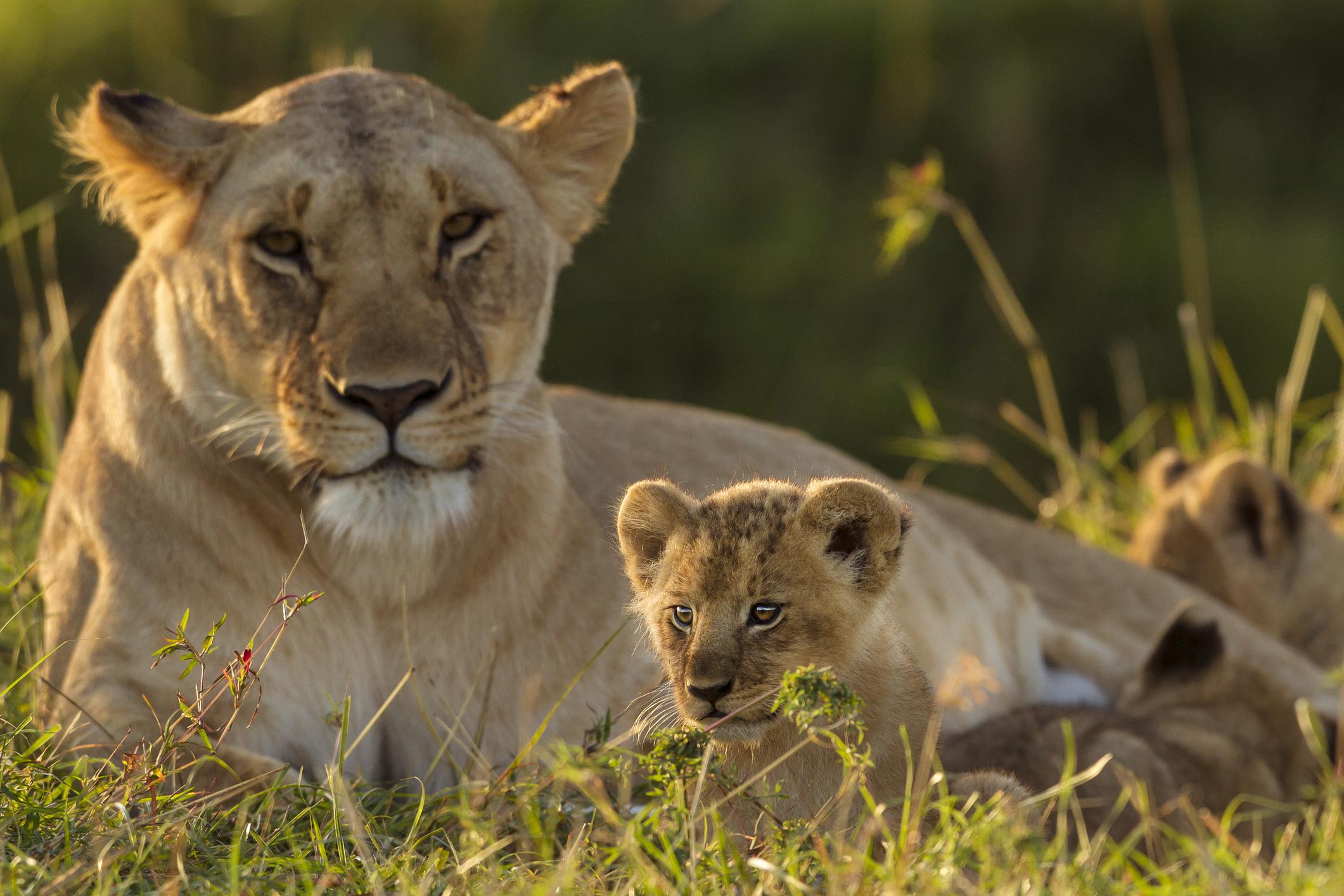 Online szafari a kanapéról – streameld a show-t!