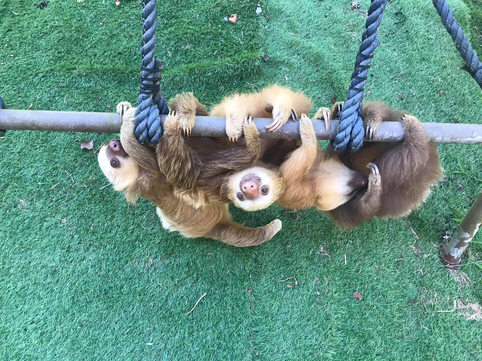 Megnéznél egy lajháróvodát? – 5 gyönyörű állatrezervátum