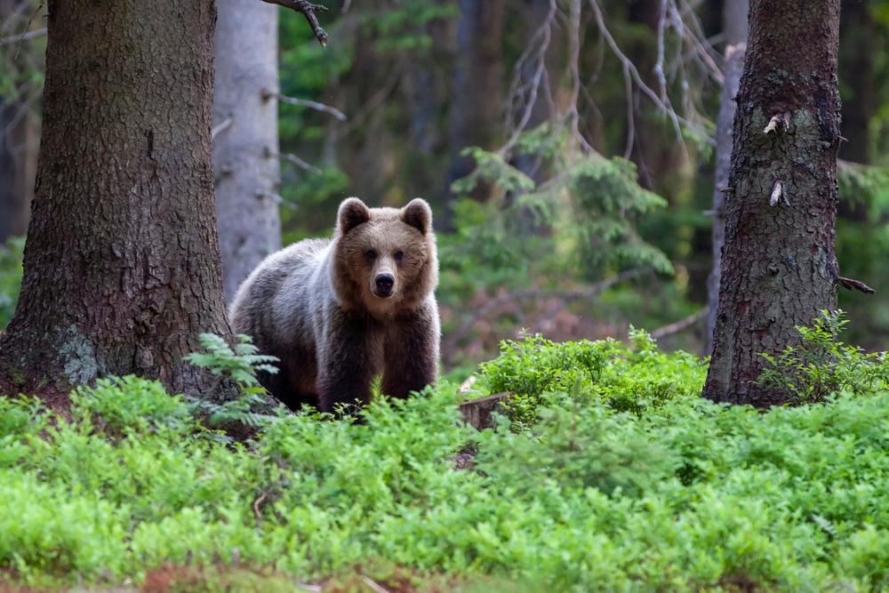 Hoppá, ott egy medve!