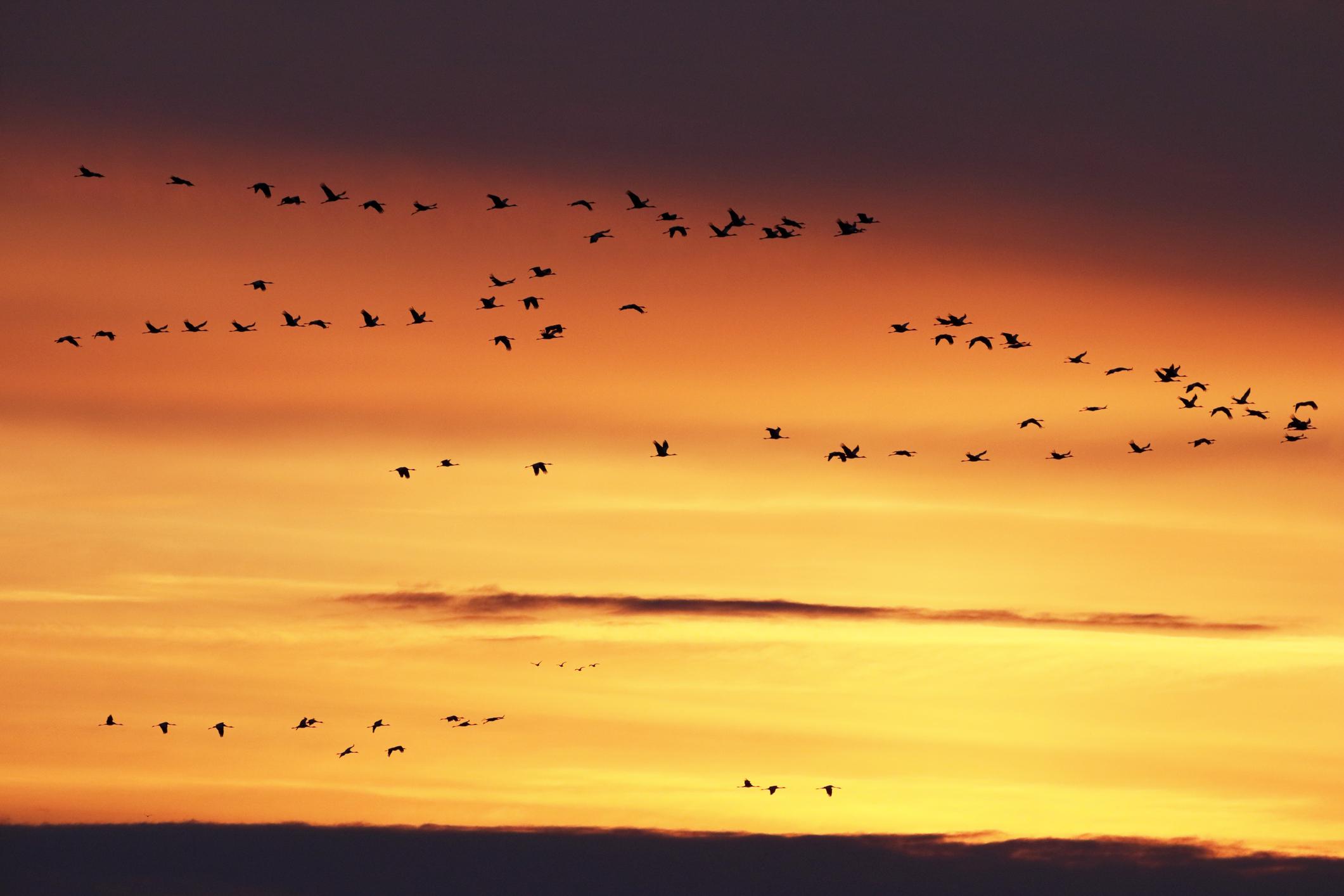 Madárszínház épül a Hortobágyon