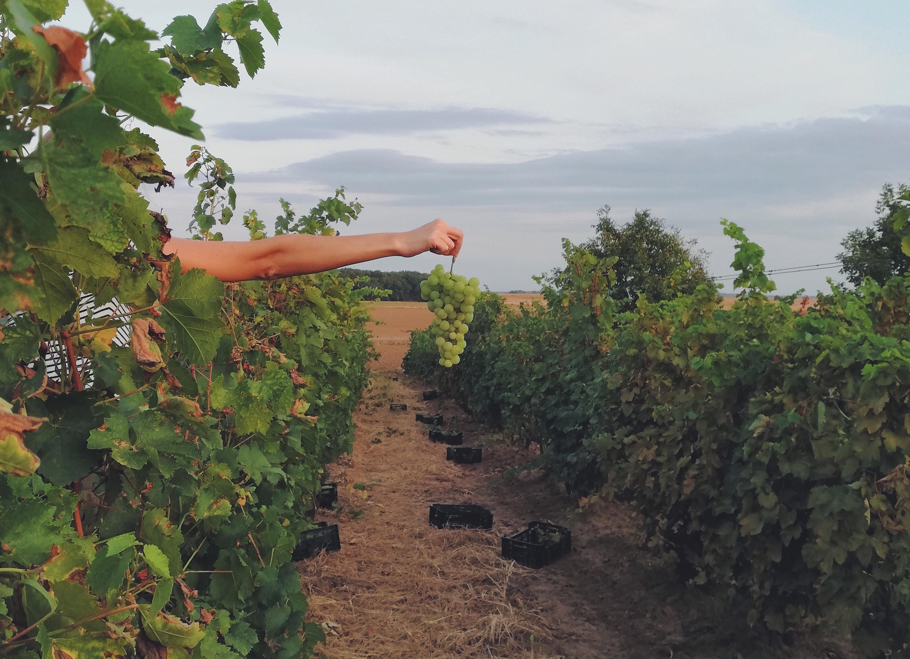 Szüreti szabadság? Költözz be a szőlőbe!