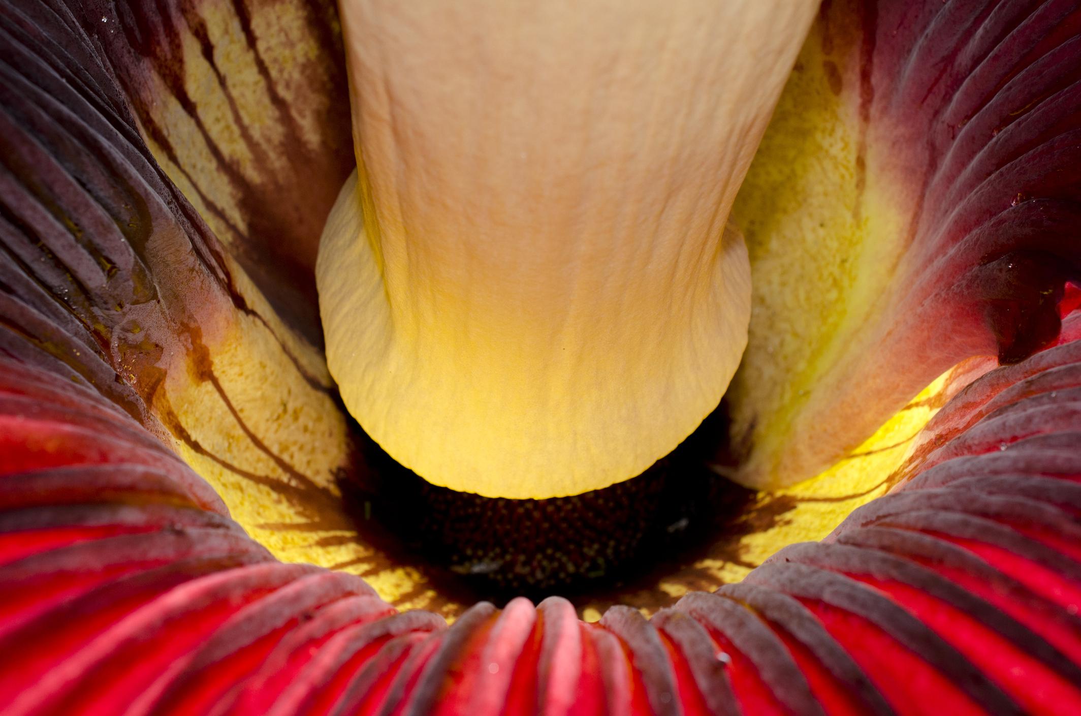 Óriásvirág nyílt egy elhagyott benzinkúton​