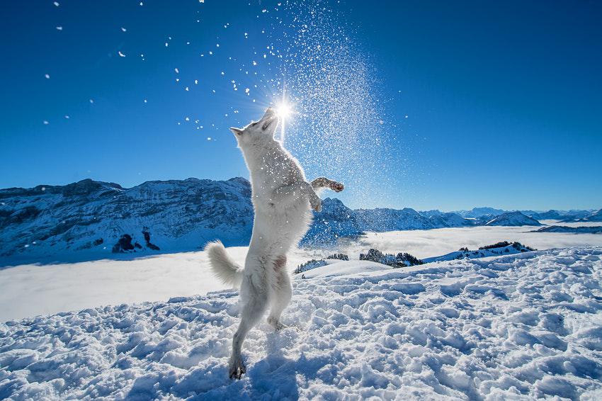 Négylábú Instasztár a svájci Alpokból