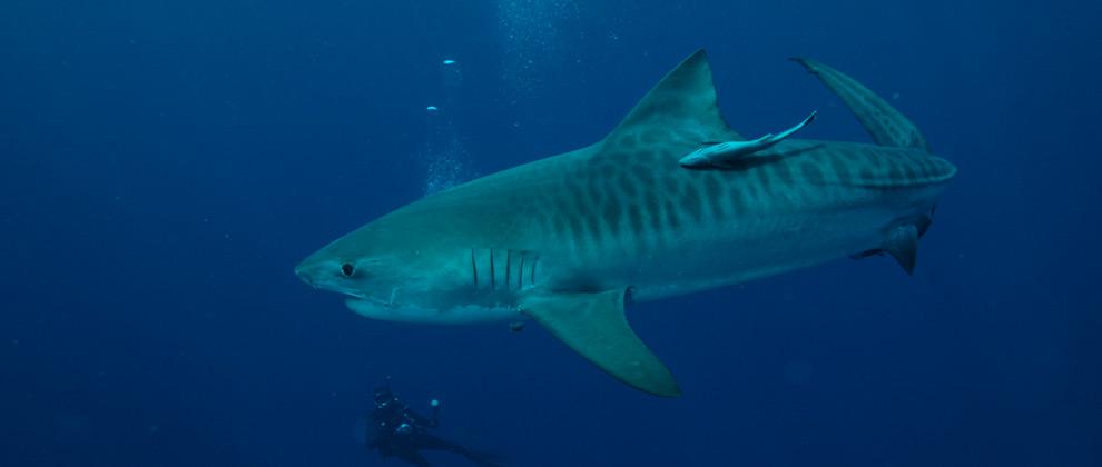 „Tigriscápákkal úsztam" – 2. rész