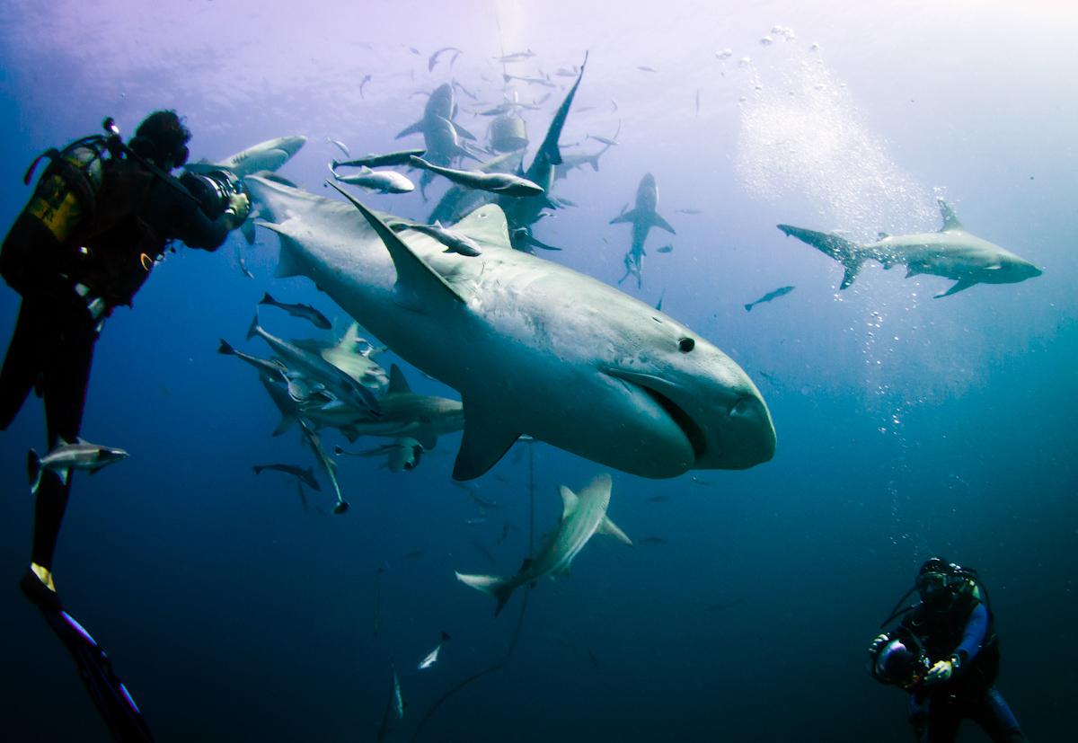 „Tigriscápákkal úsztam" – 1. rész