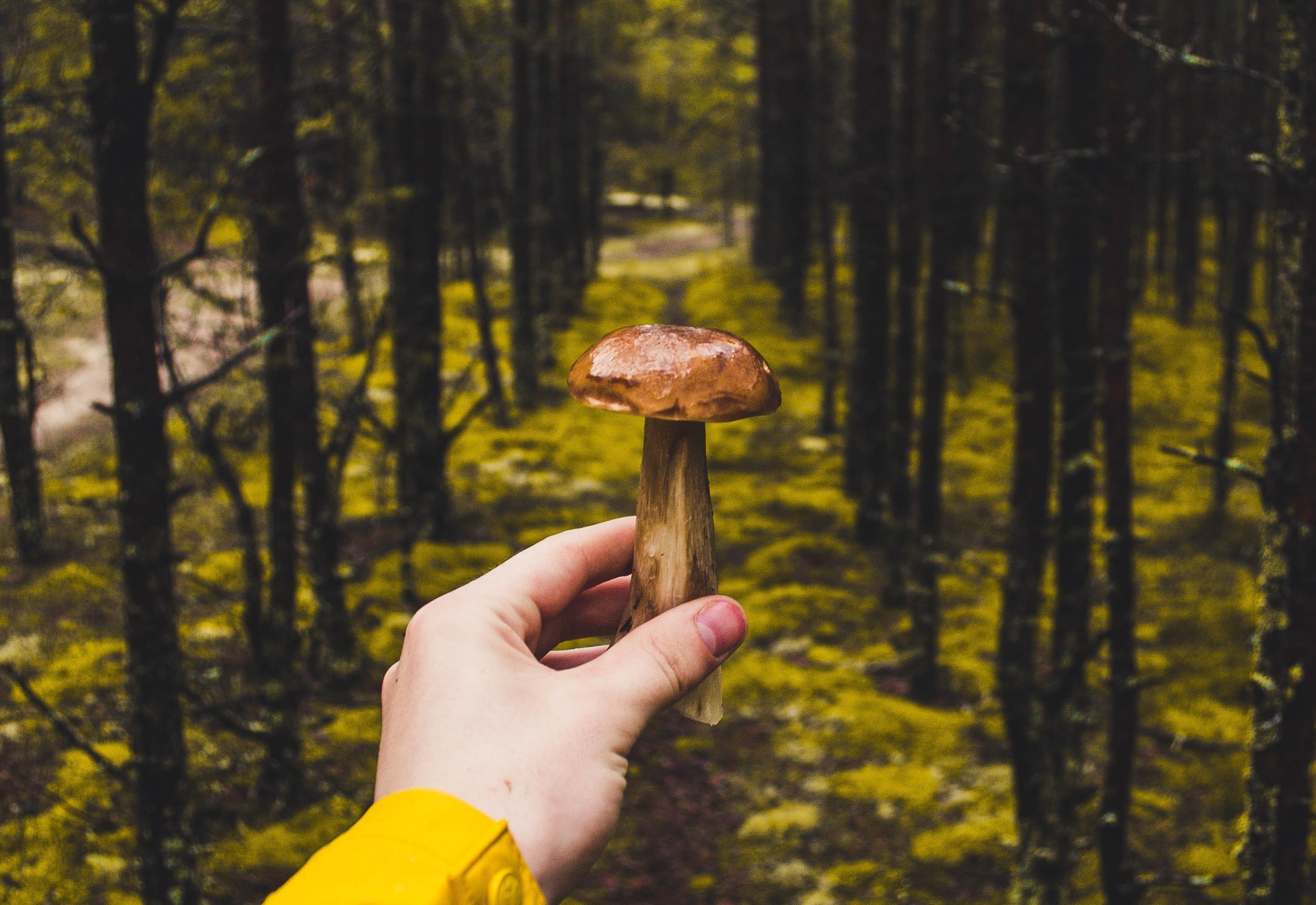 Gombakalauz: 5 tipp kezdőknek