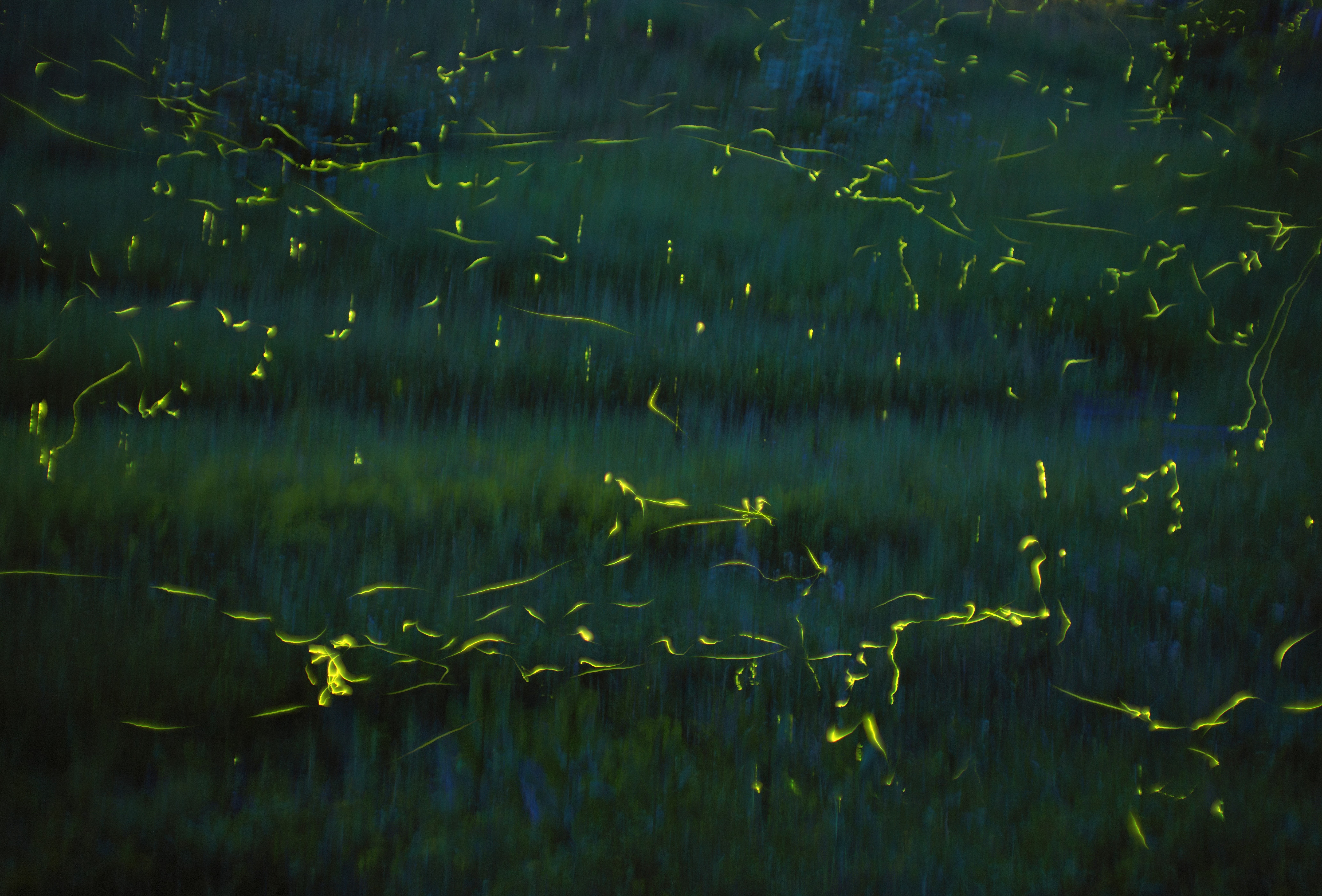 Újra világítanak a szentjánosbogarak: itt keresd a csodaszép táncukat