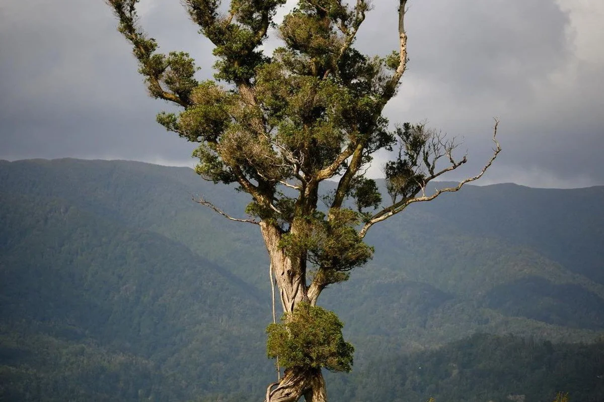 Egy sétáló fa Új-Zéland különleges látványossága