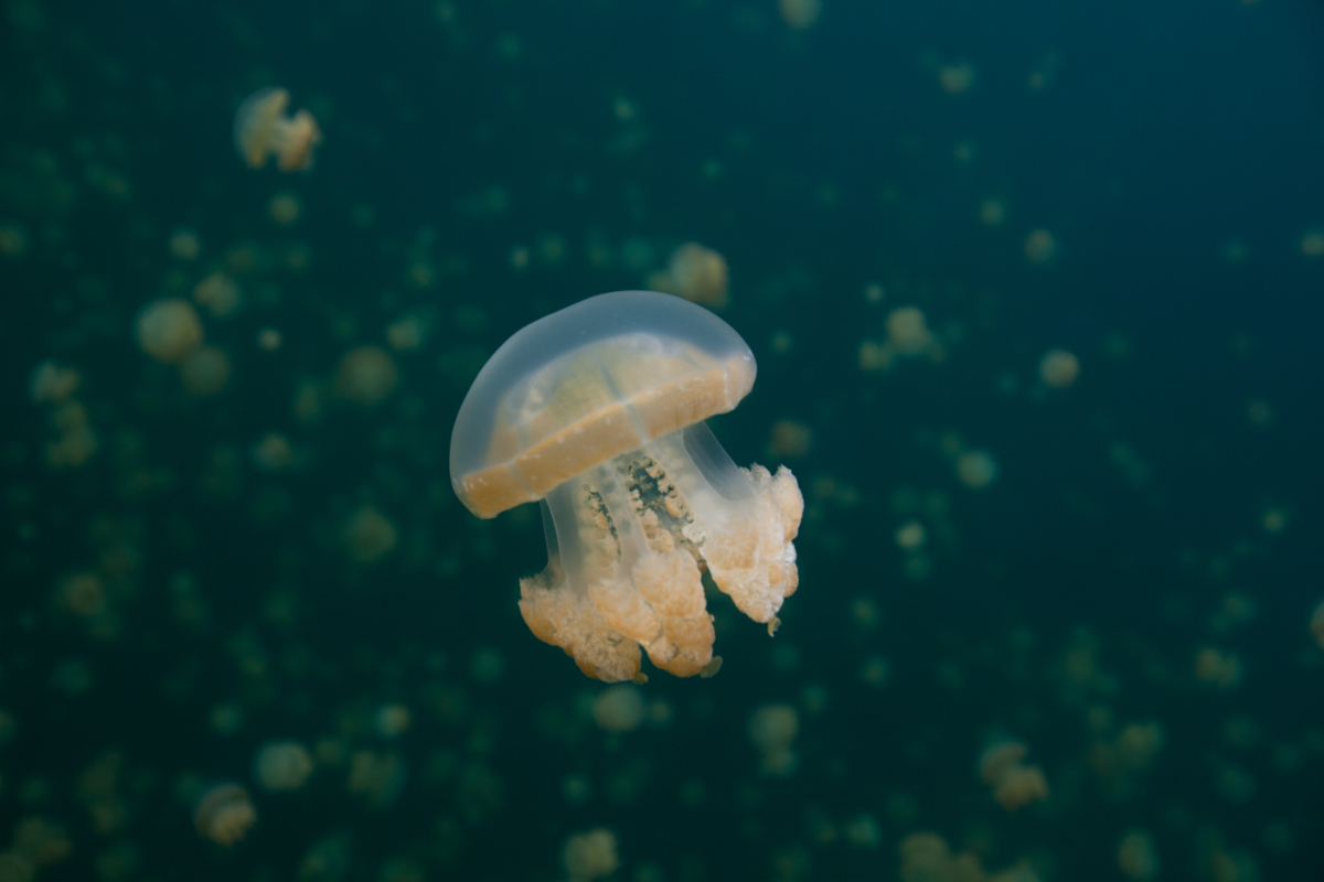 Medúzákat láttak a magyarok egyik kedvelt üdülőhelyén