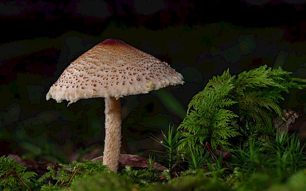 adege / Pixabay