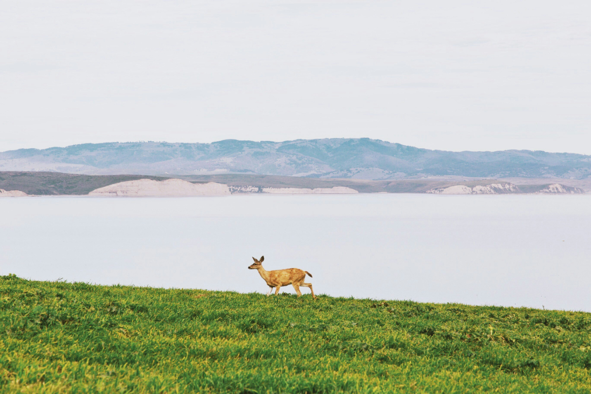 Megkergették a kutyák, ijedtében a tóba menekült egy fiatal szarvas a Mátrában