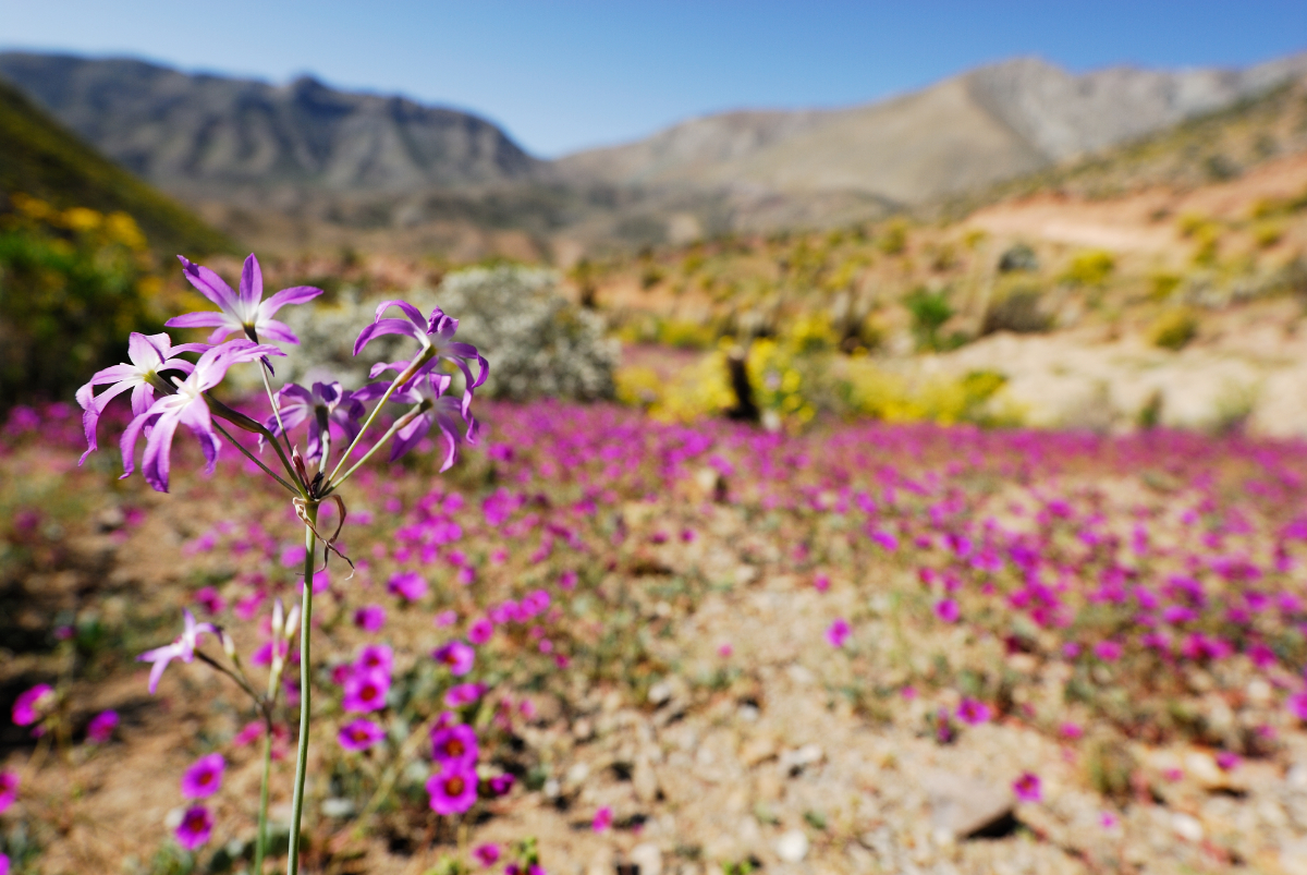 Virágok lepték el a Föld egyik legszárazabb sivatagát