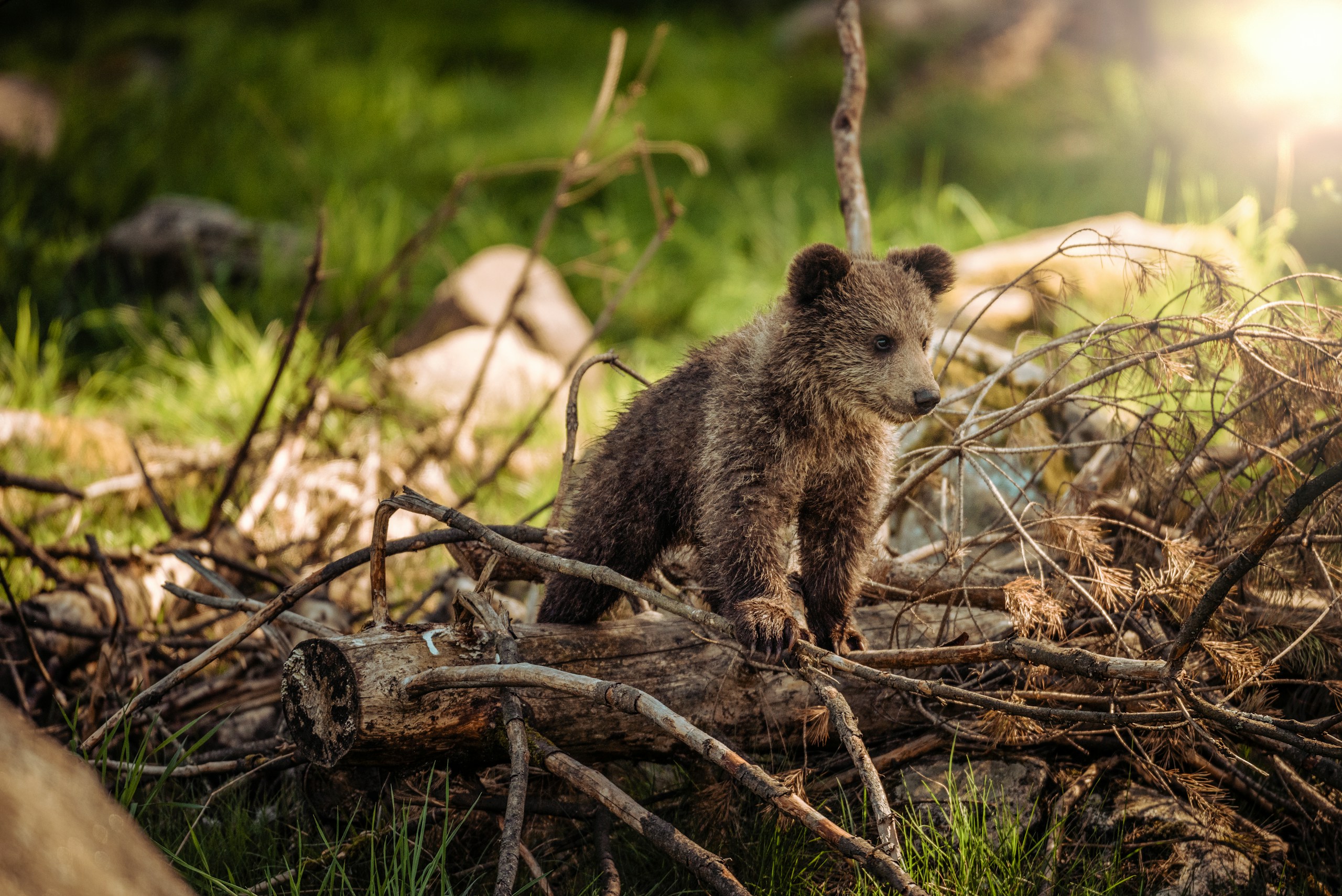 Ilyet még nem láttak: hatfős grizzlycsaládot sikerült levideózni