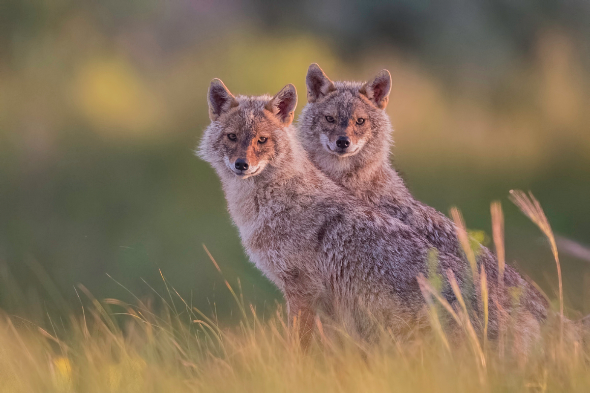 Sokáig kihaltnak hitték, ma már szinte az egész országot visszahódította az aranysakál