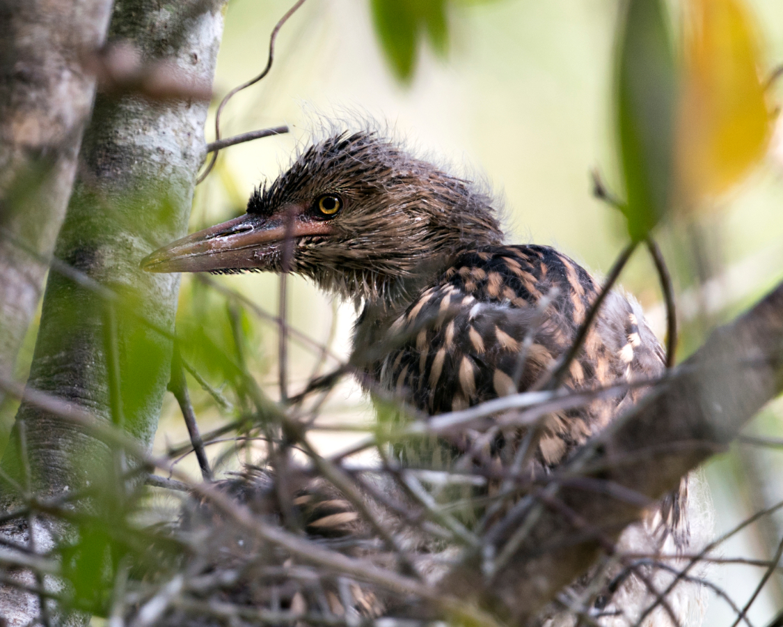 Elhagyták fészküket az első vakvarjú fiókák a Pacsmagi-tavaknál