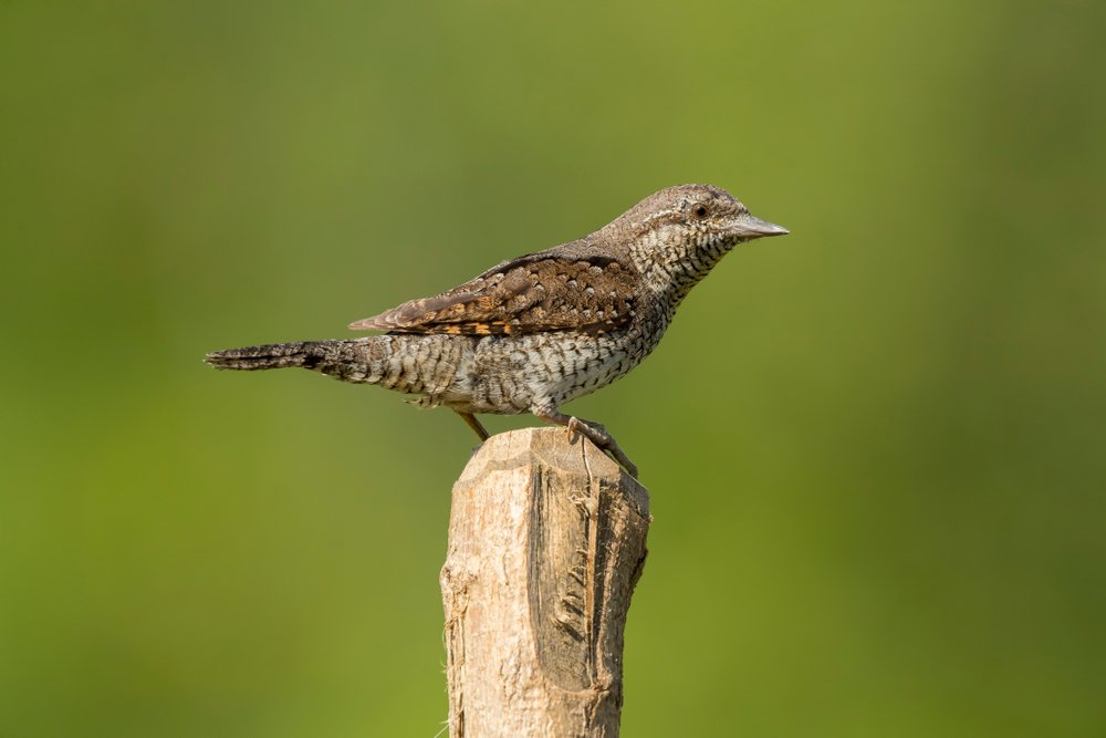 Furcsa madarat láttak a Körös-Maros Nemzeti Parkban