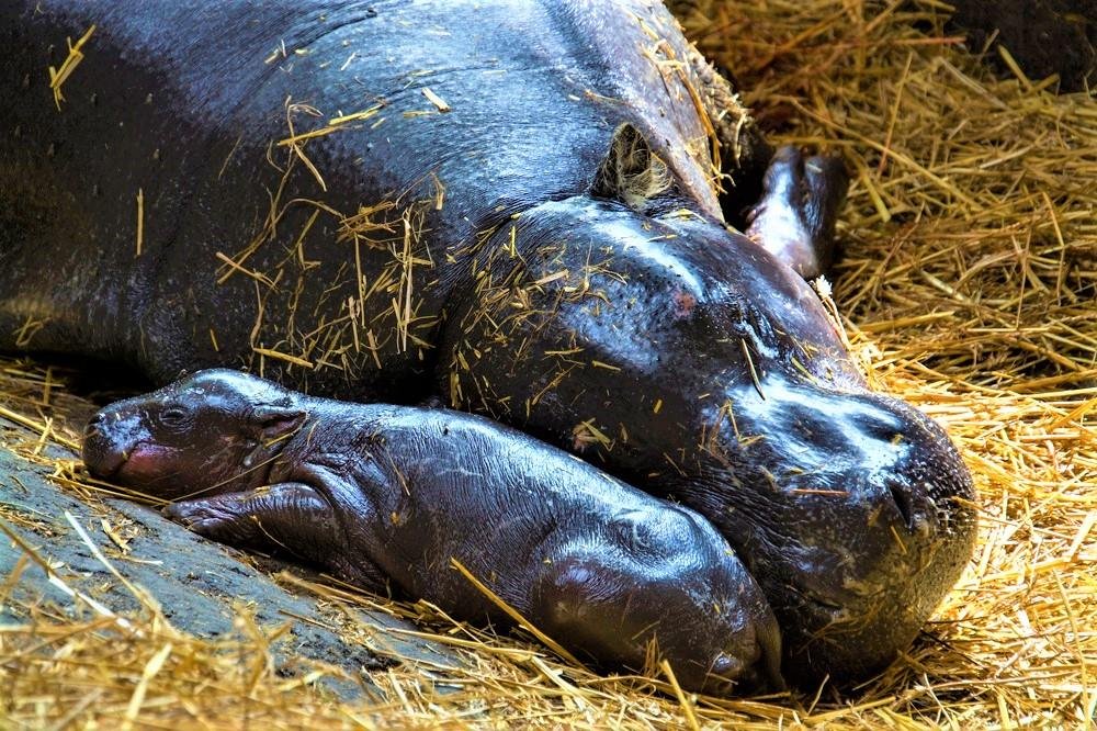 Videó: vízilóbébi született a Szegedi Vadasparkban