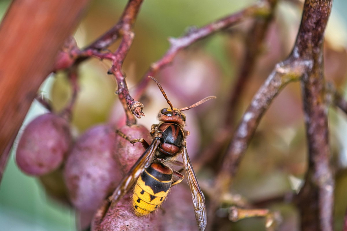 Óvatosan túrázzunk, lódarazsak repkednek a Balaton-felvidéken