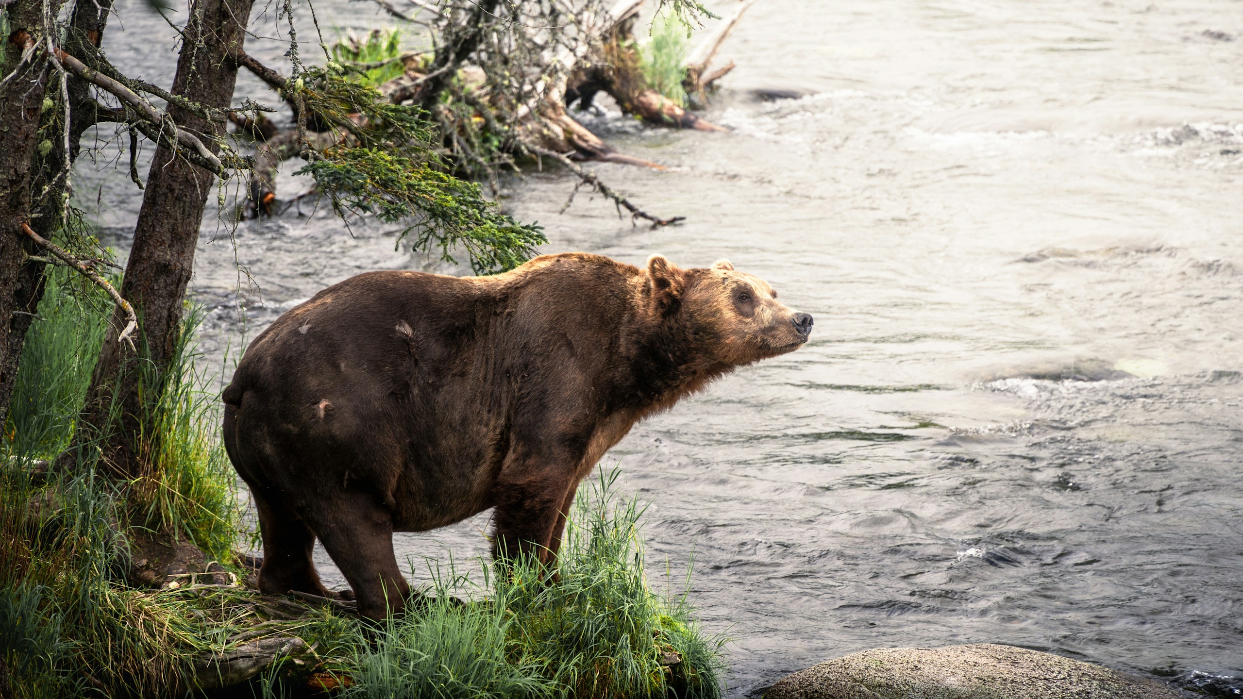 Egyre több a medve, újabb országban érdemes résen lenni