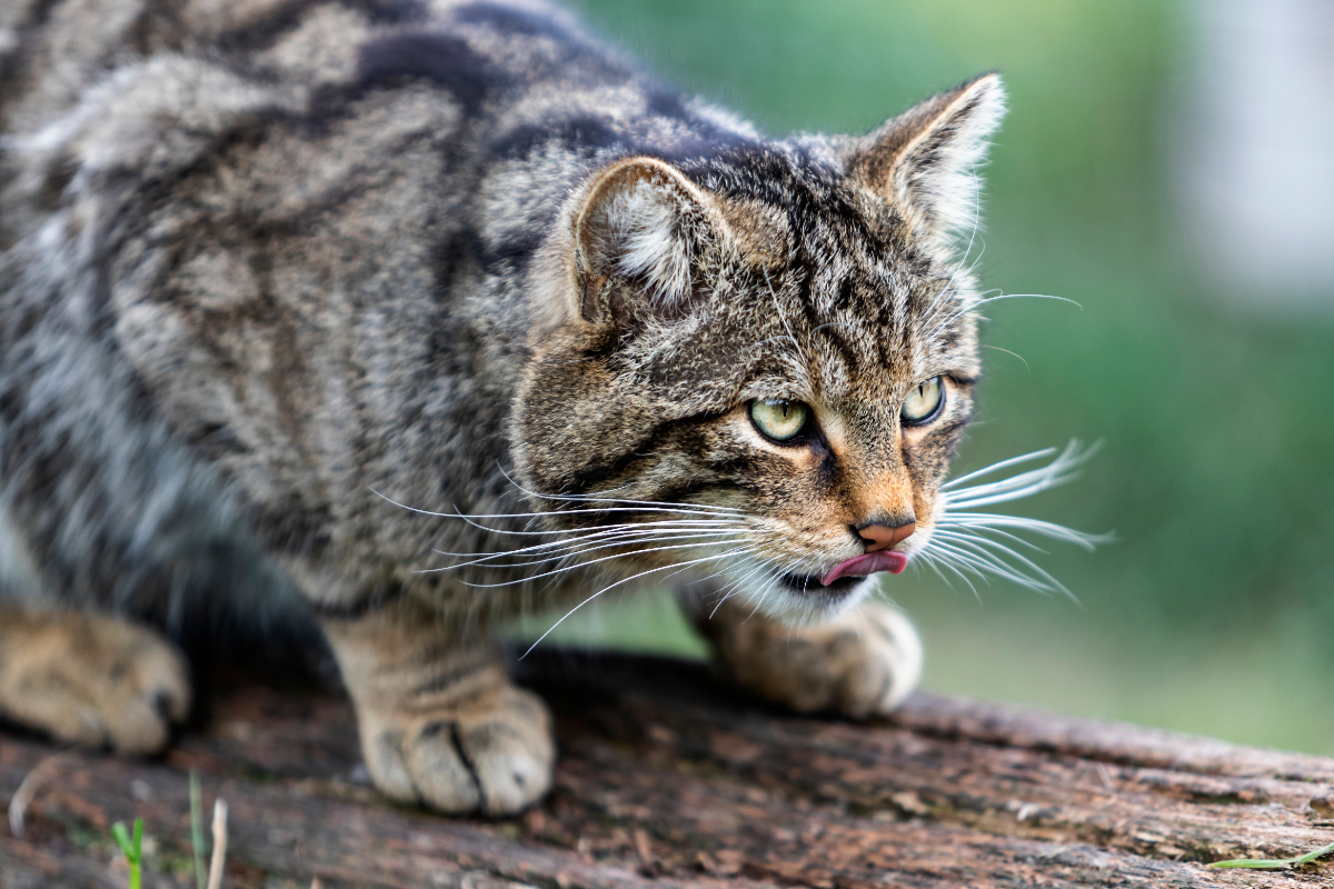 Videó: fényes nappal, vadászat közben szúrtak ki egy vadmacskát a Bükkben
