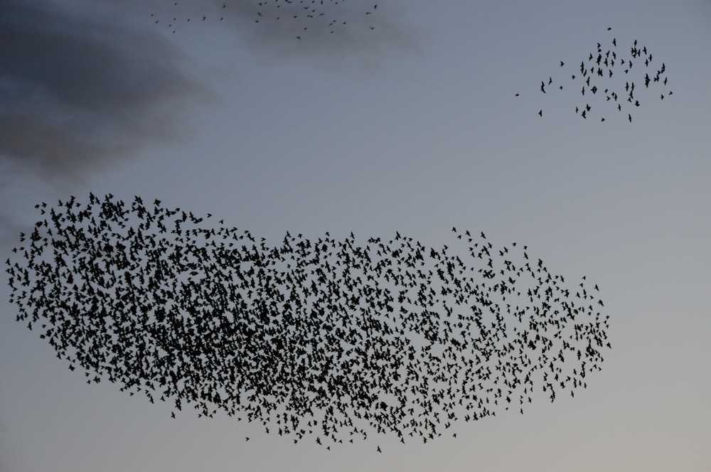 Lenyűgöző: így fest több ezer seregély tánca a Balatonnál