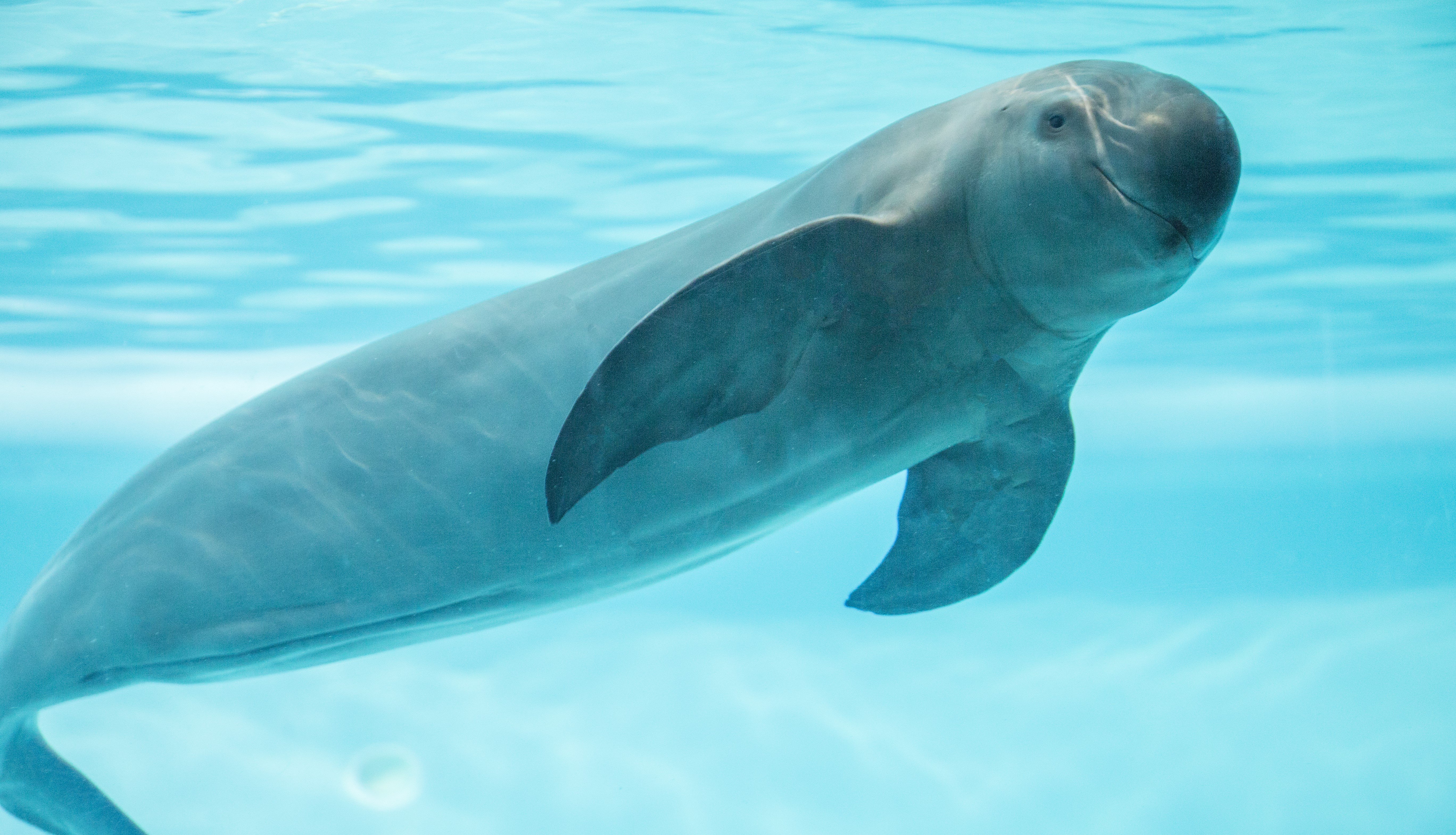 Ez a mosolygós állat a világ legveszélyeztetettebb tengeri emlőse