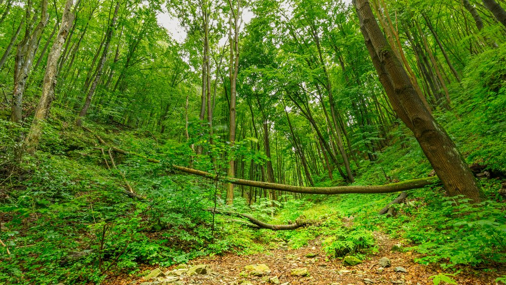 Jobb, ha tudod: 3 dolog, amit tilos hazavinni a magyar erdőkből