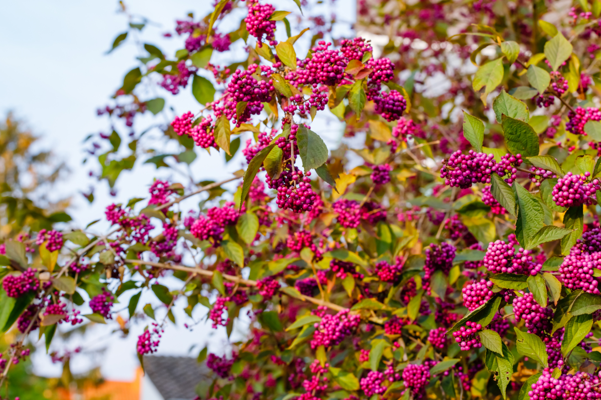 6 virág, amivel télen is színessé varázsolhatod a kerted