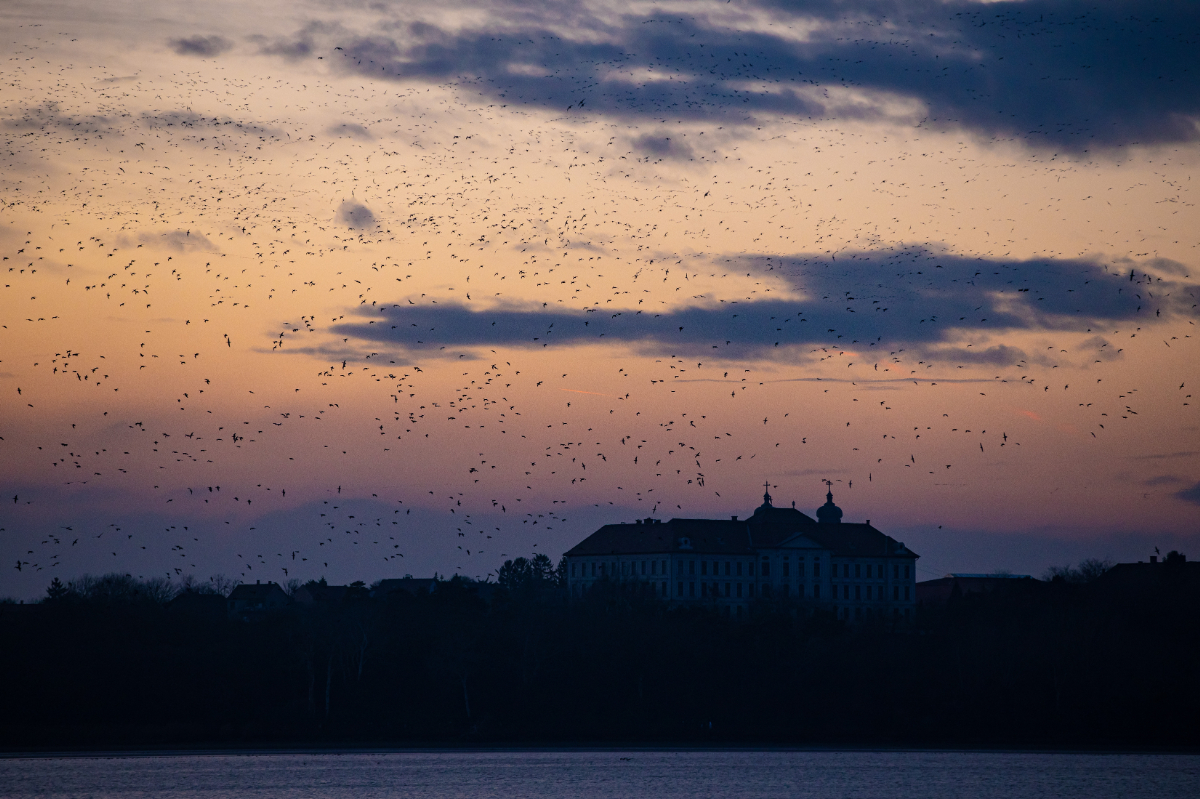 A szakemberek sem értik, miért nem érkeztek meg a vadludak Tatára
