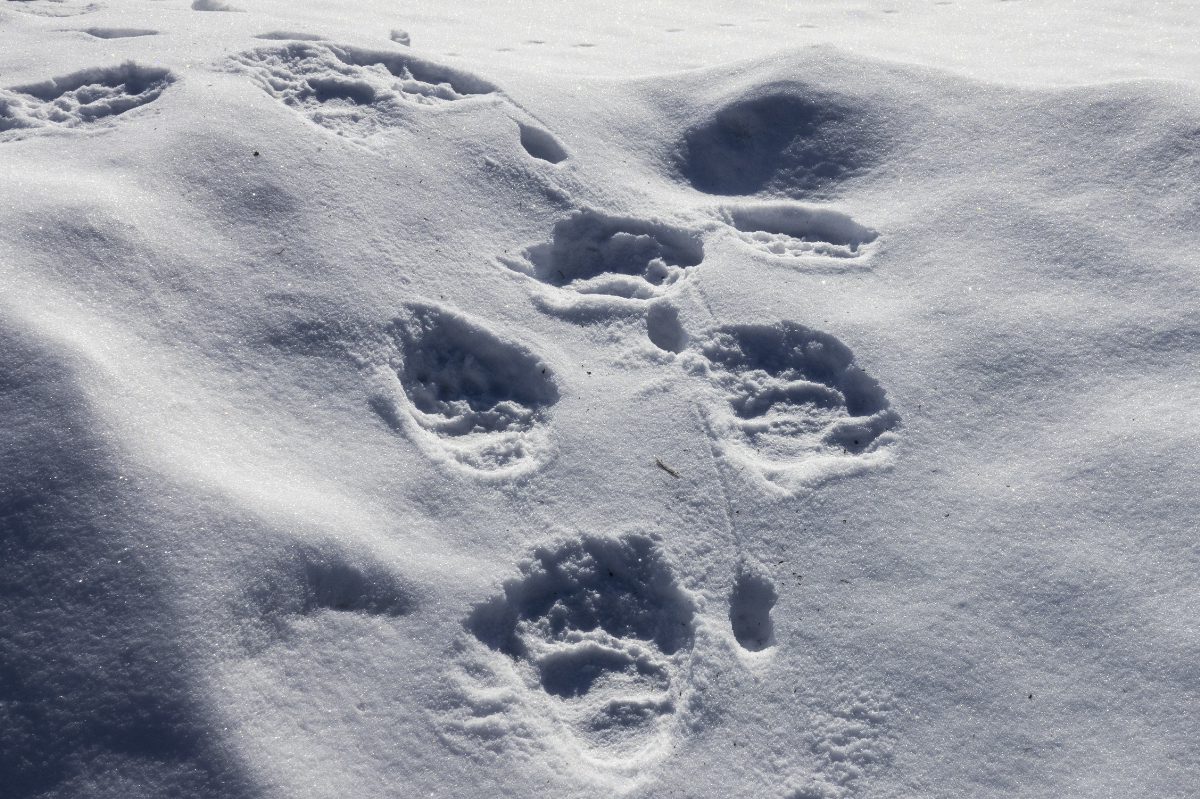 Téli álom helyett inkább Lillafüred környékén túrázott a bükki medve