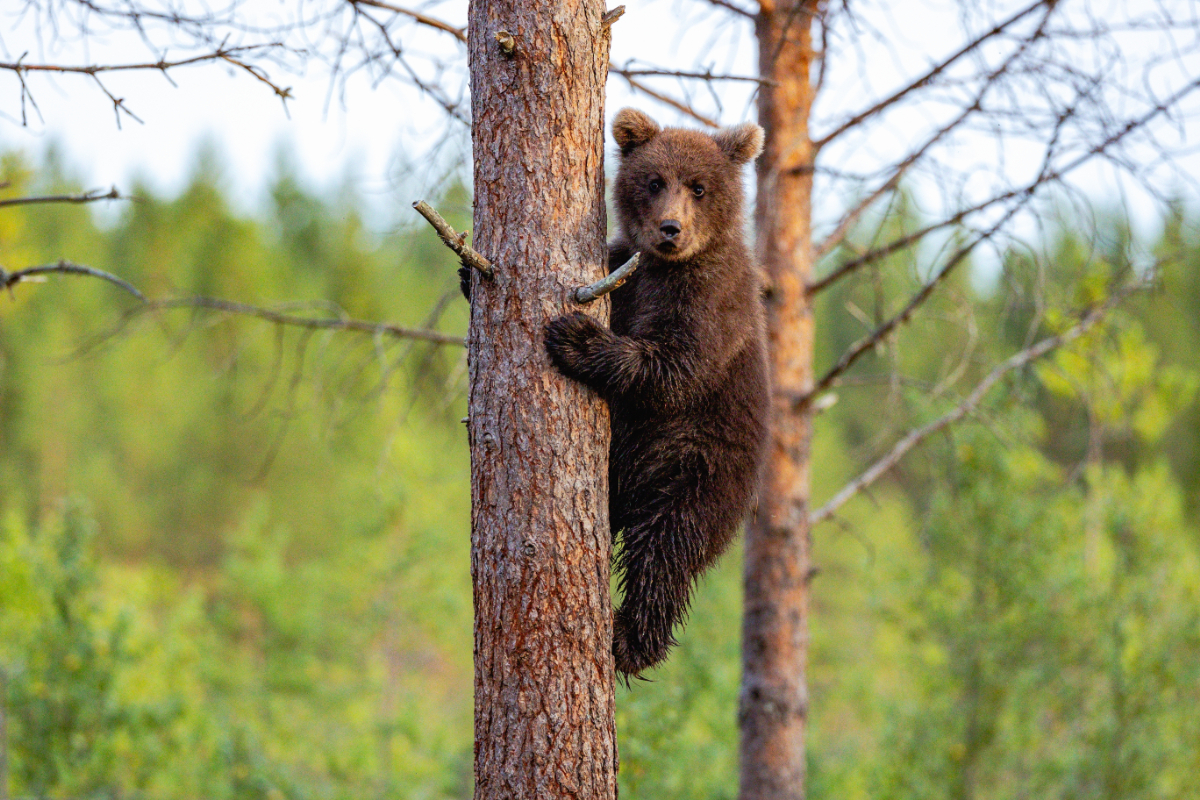Visszakerült a vadonba a medvebocs, akit turisták rángattak le a fáról egy közös fotóért