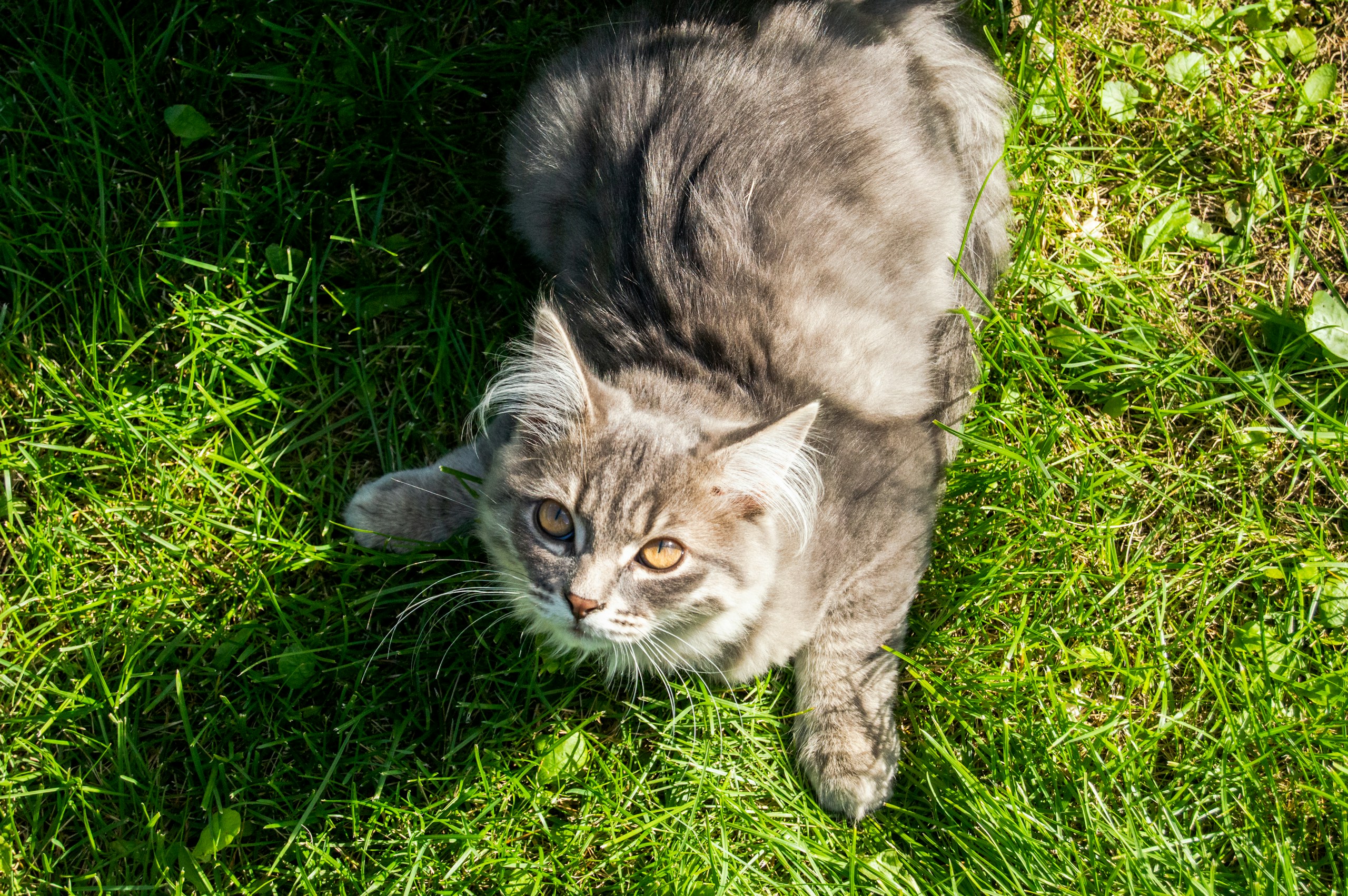 Megszökött a nyaralás alatt, 1500 kilométert kellett hazáig gyalogolnia egy házi macskának