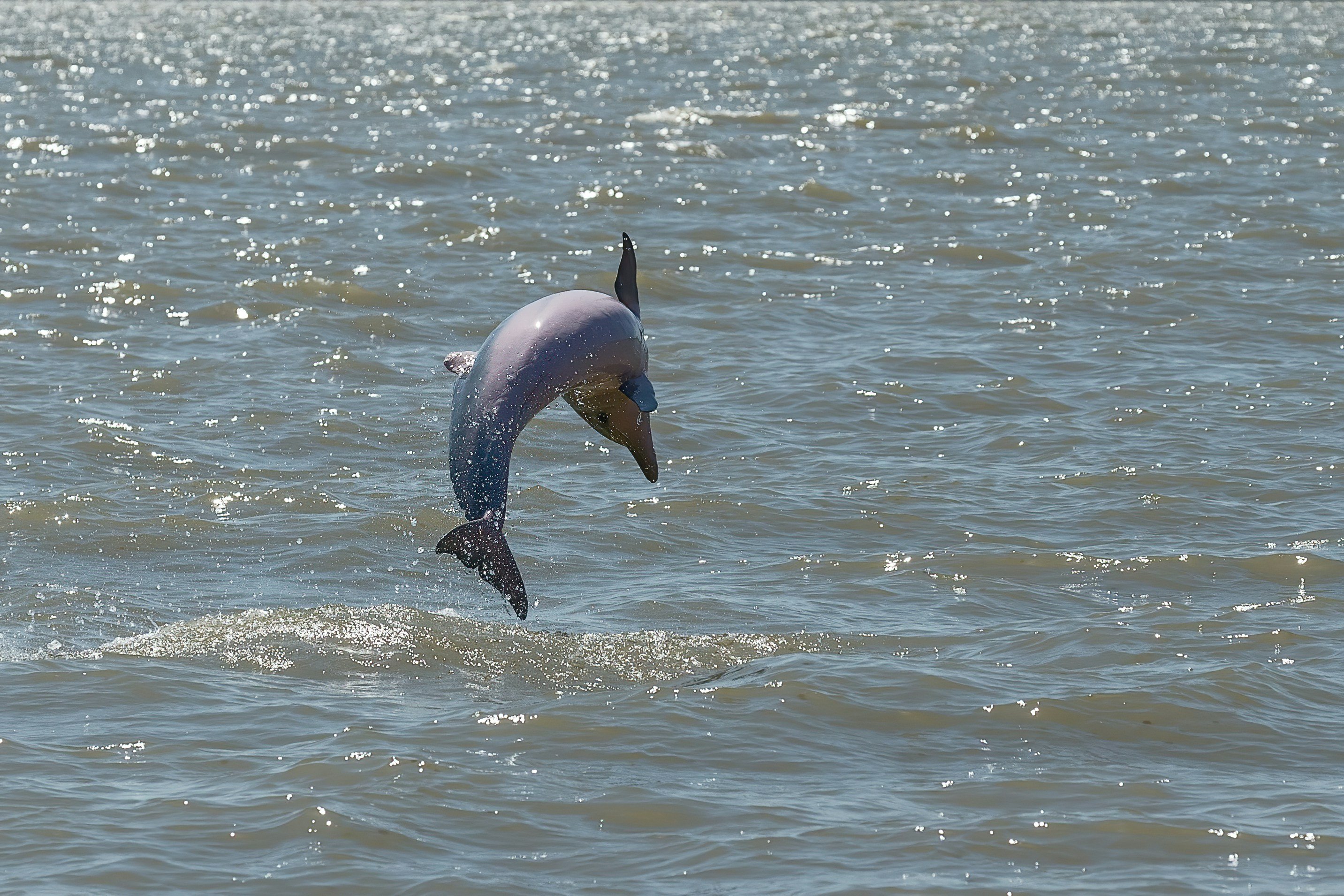 Delfincsapat úszkál a Temzében