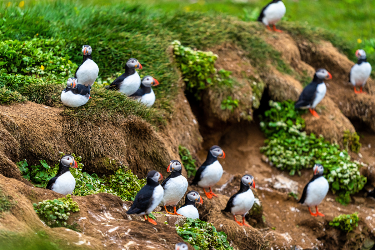 Egy kopár sziget, ahol 20 ember és egymillió madár lakik