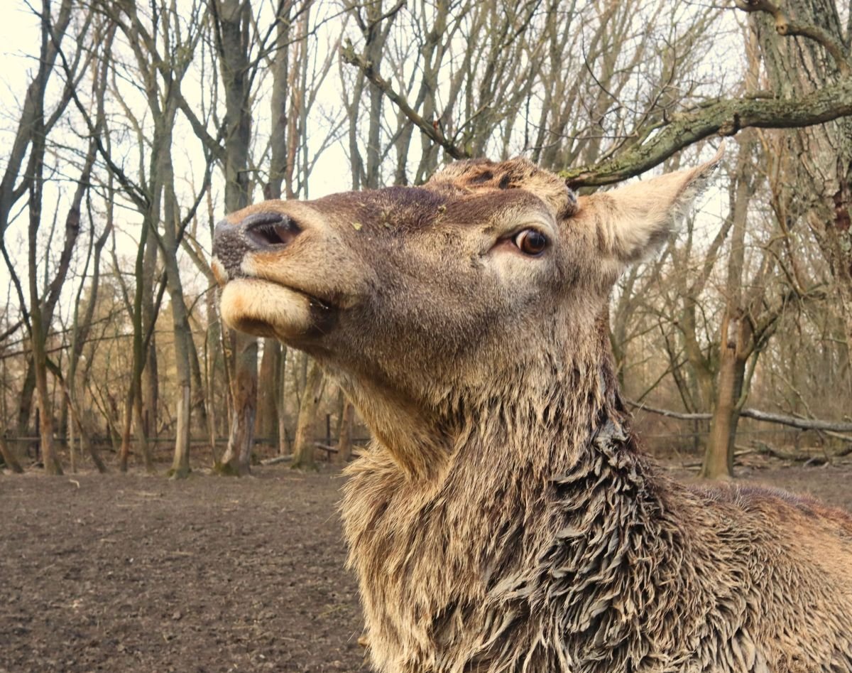 Levetette agancsát Bátor, a Körösvölgyi Állatpark tízéves gímszarvasa