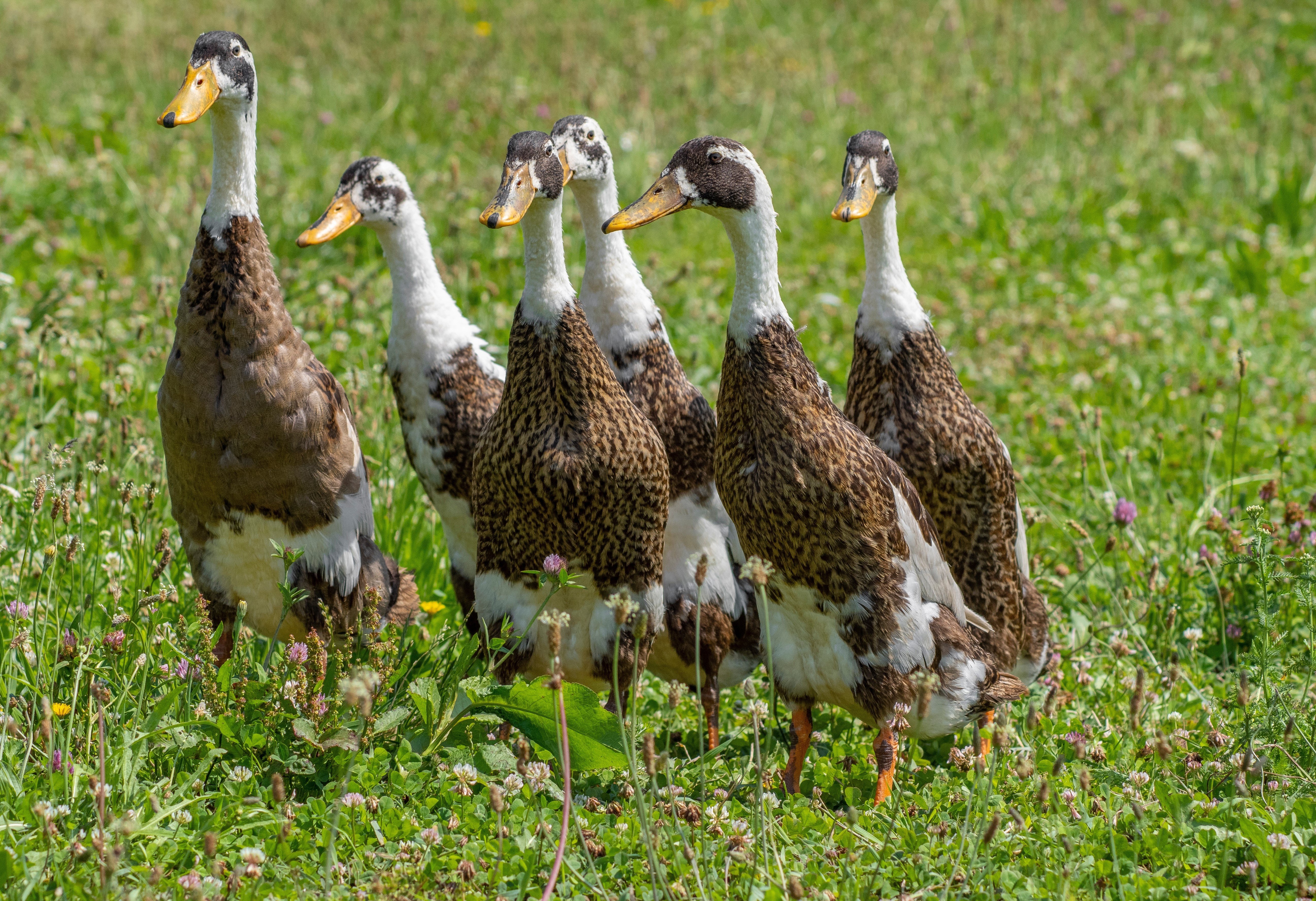 1000 indiai futókacsával tesznek rendet egy dél-afrikai szőlősben