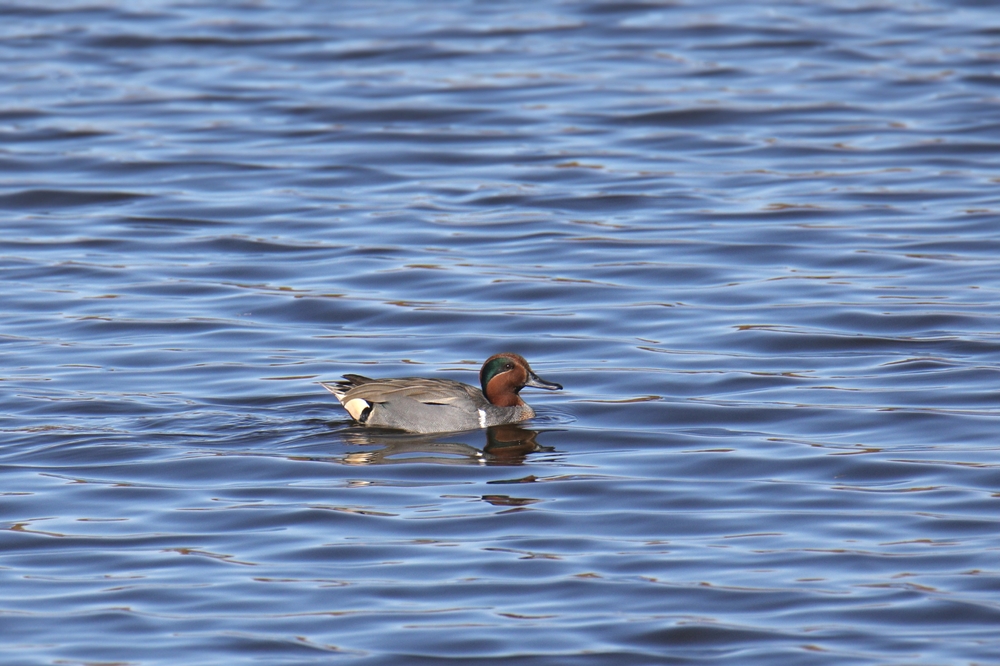 27 éve nem látott madarat figyeltek meg a tatai Öreg-tónál – videó!
