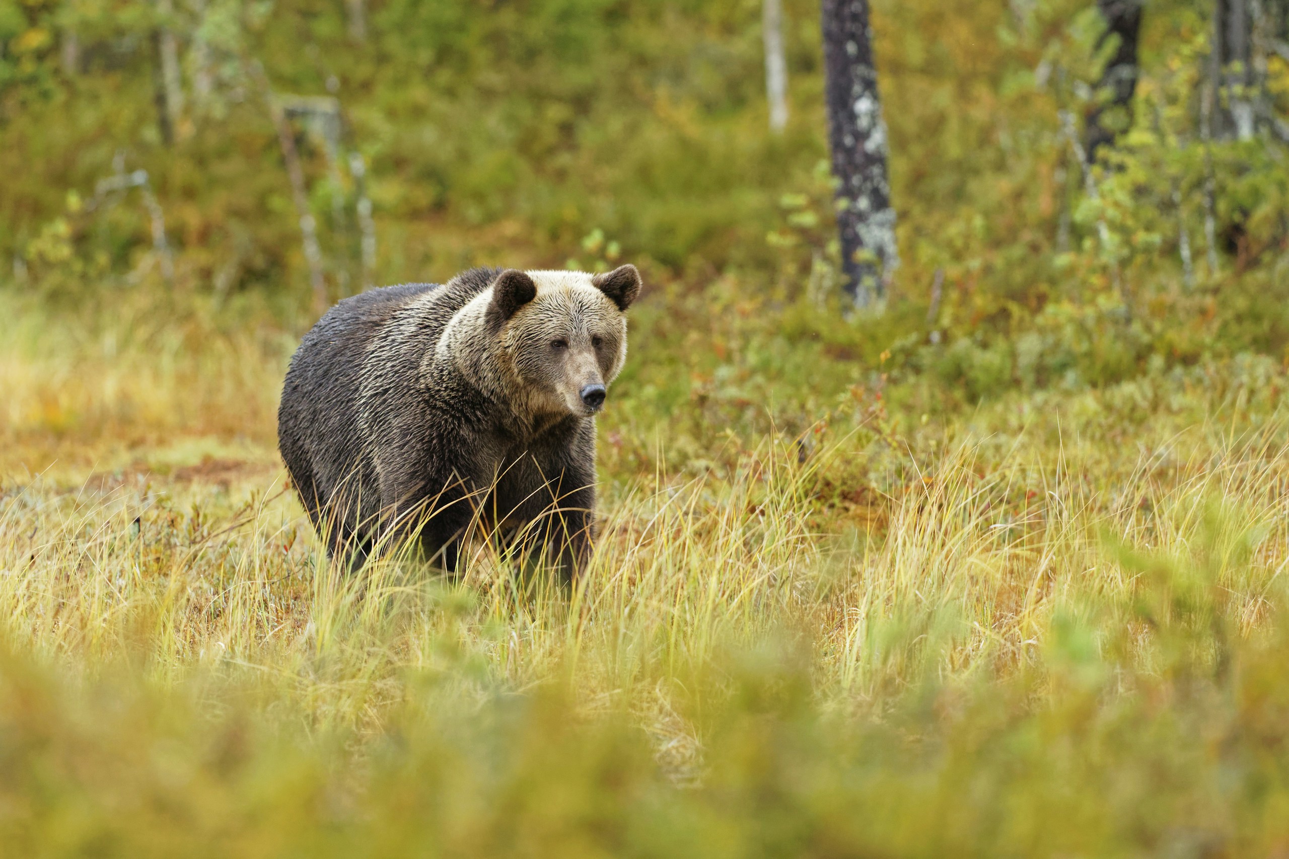 Megkergette a vadászokat a bükki medve