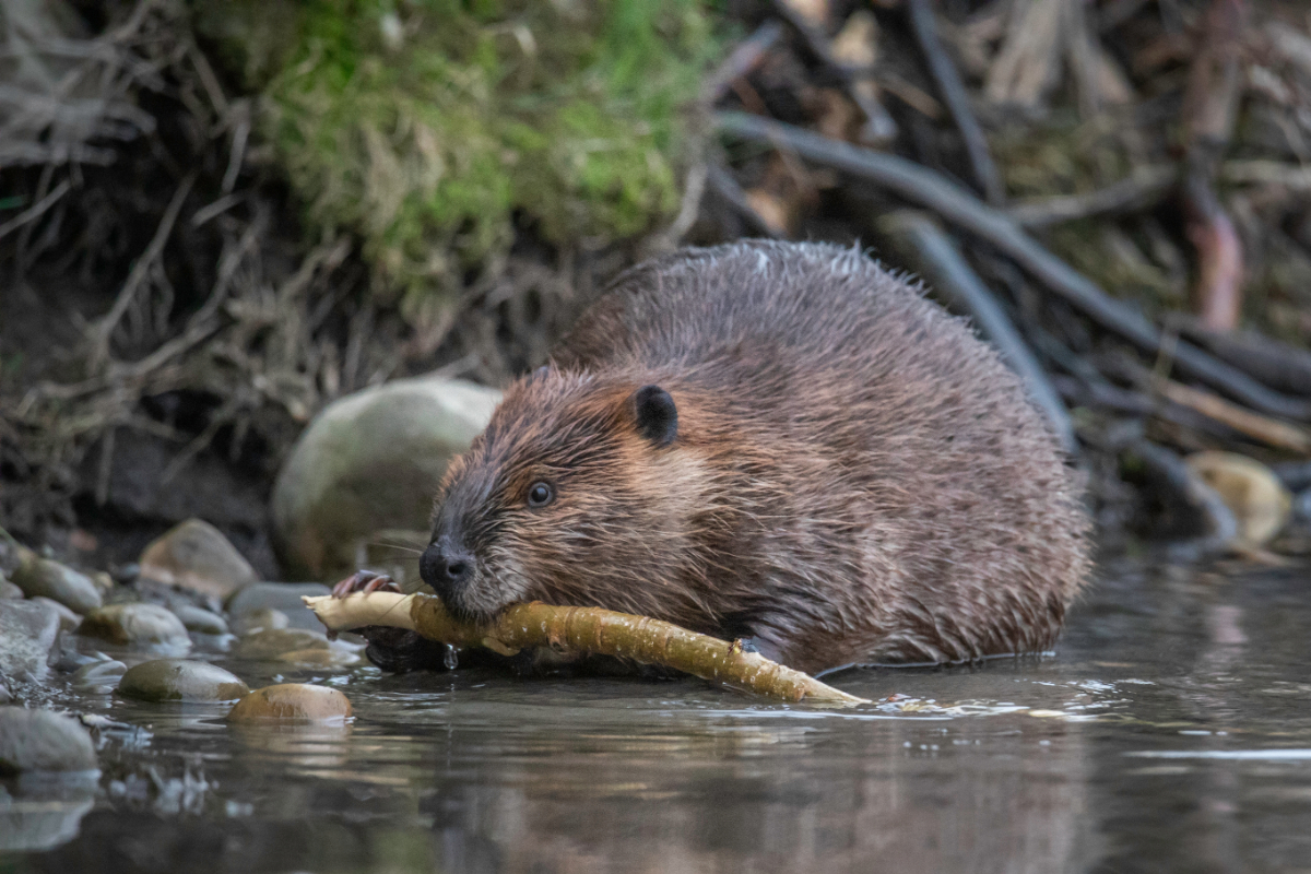 Megették a hódok, elbontották Tata kilátóját