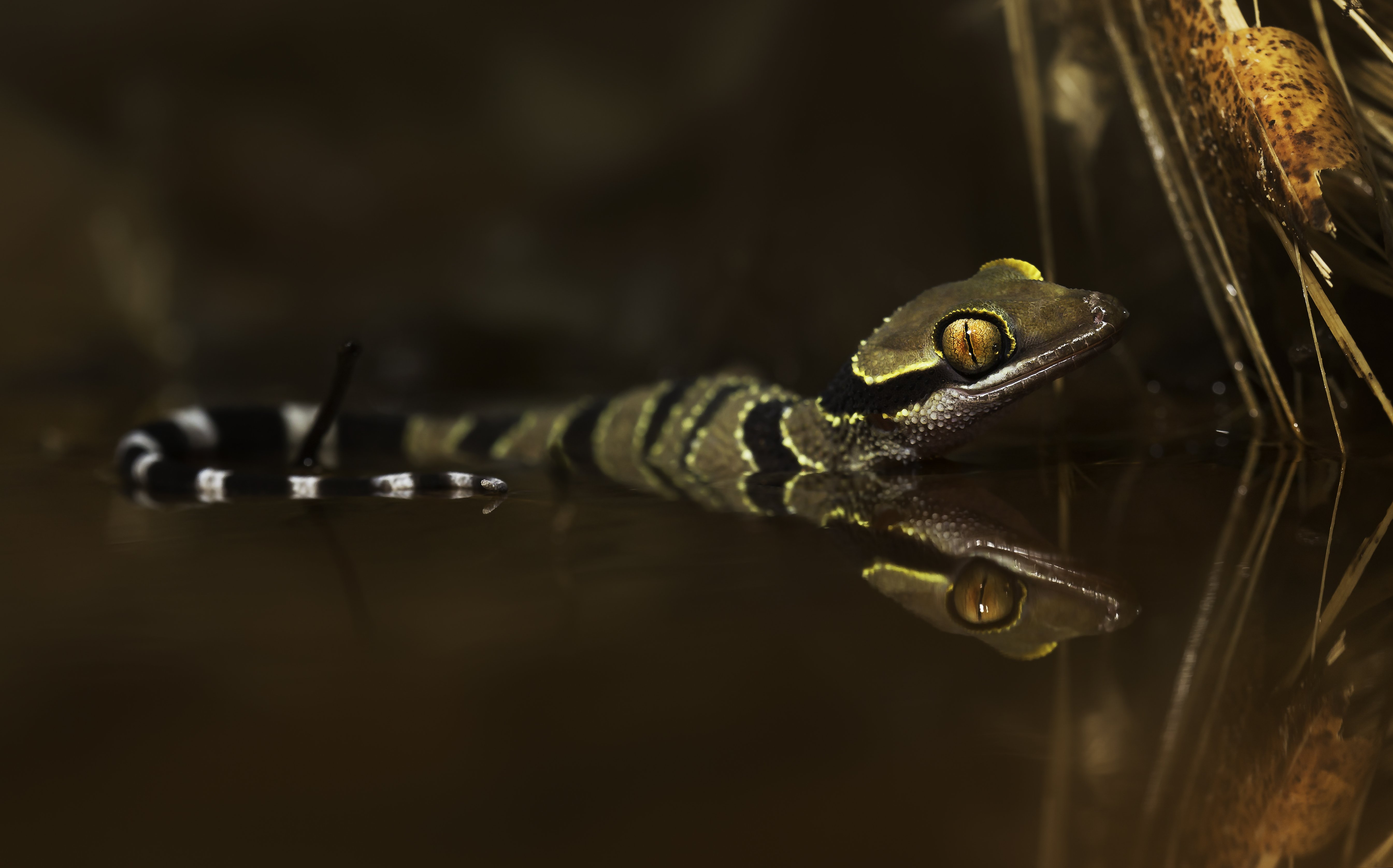 4 különös állat, amit 2023-ban fedeztek fel