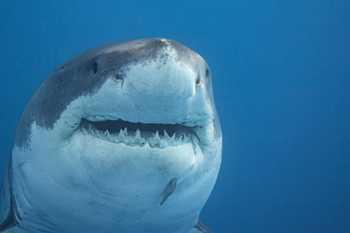 Annyira összebarátkozott két fehér cápa, hogy 6500 kilométer óta elválaszthatatlanok