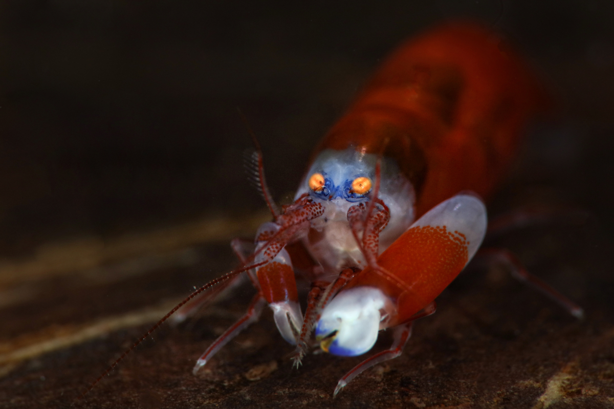 Az óceán mélyén rejtőzik egy élőlény, ami akkora zajt csap, mint egy atombomba