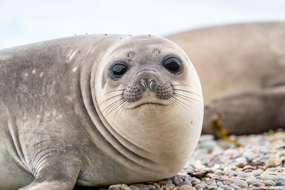 Munkába indult, de egy 600 kilós fóka útját állta