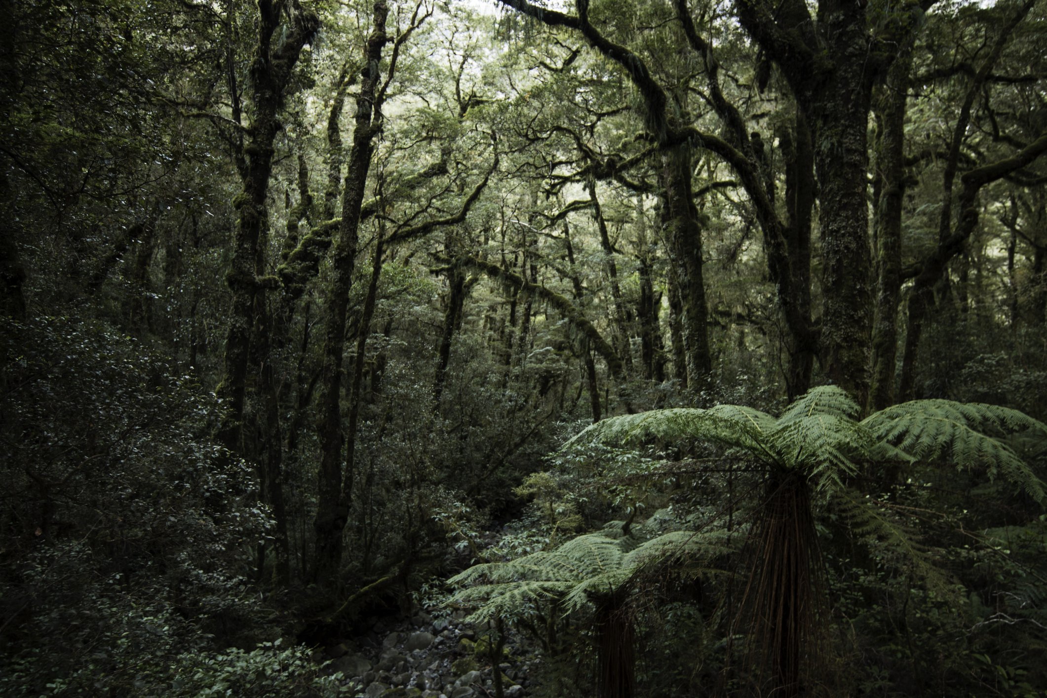 A Google Térkép útvonalát követte, helikopterrel kellett kimenteni