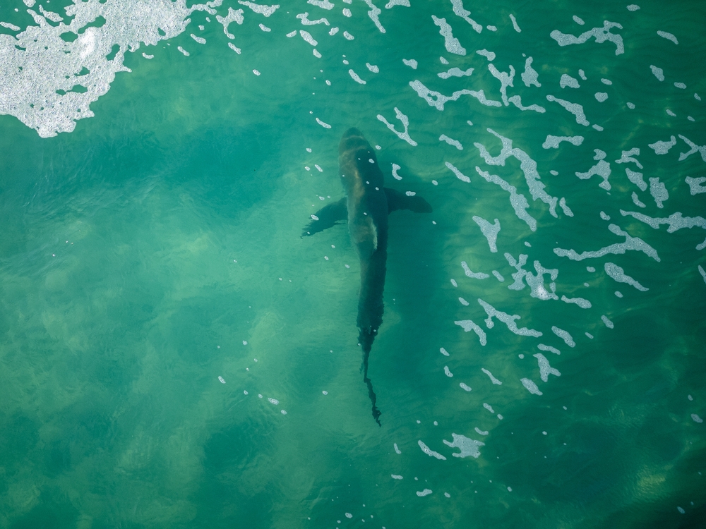 Cápák a horvát tengerparton: van mitől tartani?