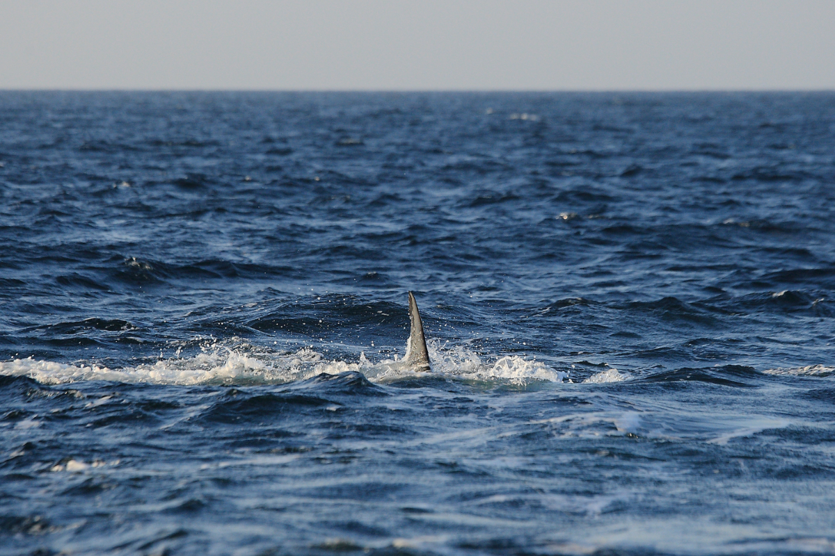 Spanyolország 3 legveszélyesebb cápafaja: ezekkel a ragadozókkal jobb vigyázni