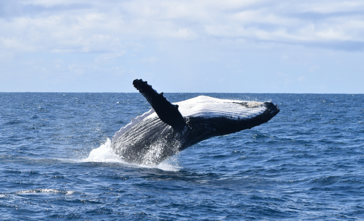 Aranyos ok miatt borítják buborékfelhőbe az embereket a púpos bálnák